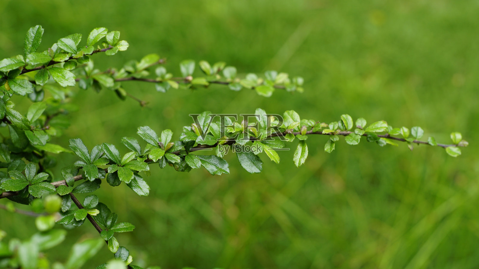 粗糠microphylla照片摄影图片