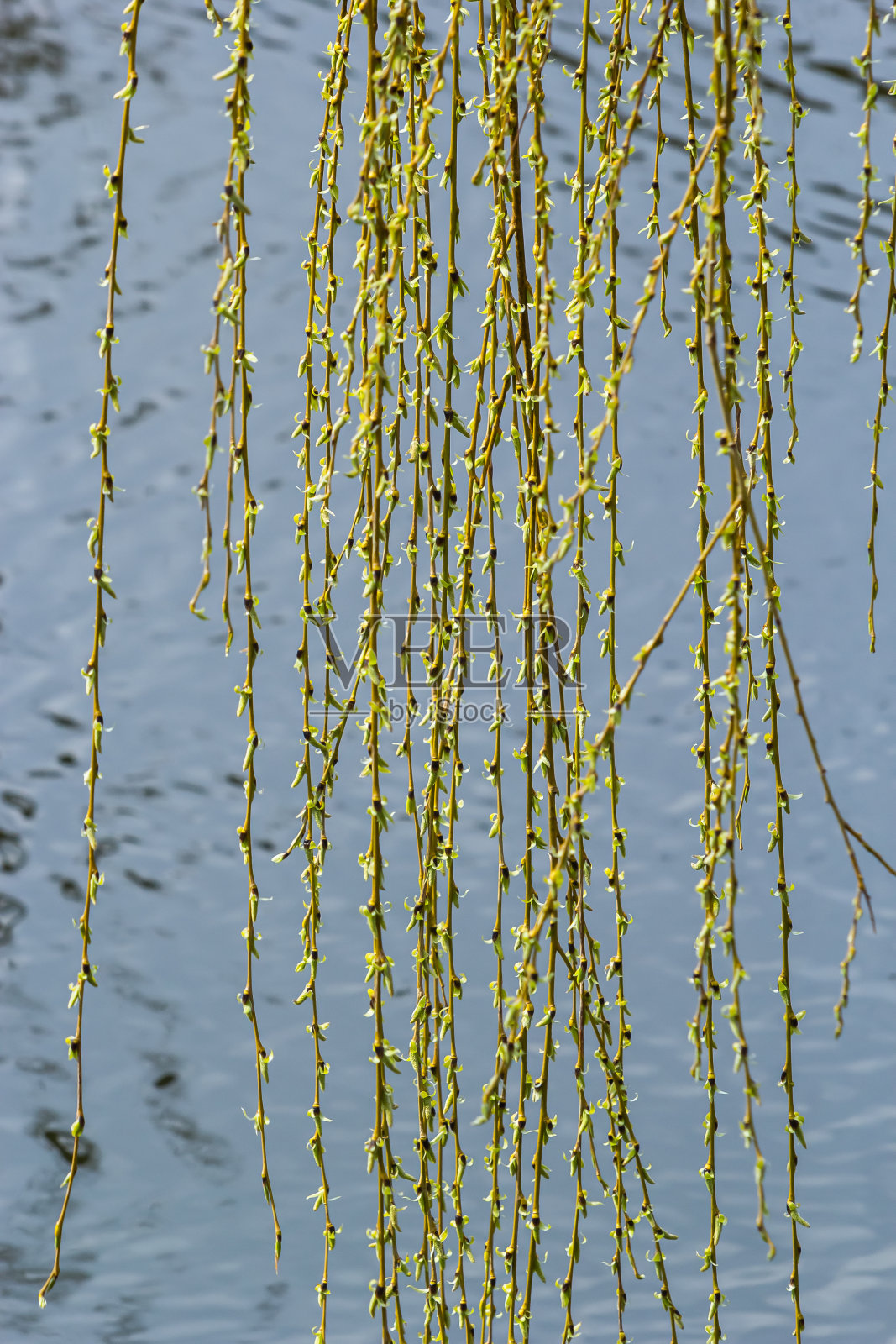 今年春天黄芽和柳叶的照片，背景是水照片摄影图片