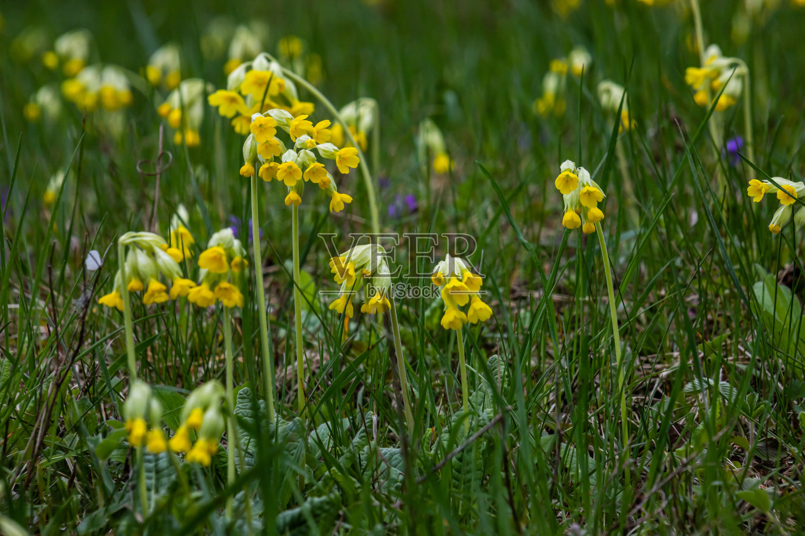 黄色报春花veris九轮草，普通九轮草，九轮草报春花在柔软的绿色背景。有选择性的重点照片摄影图片