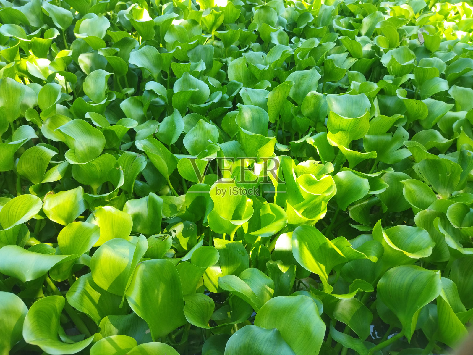 池塘里的水葫芦照片摄影图片