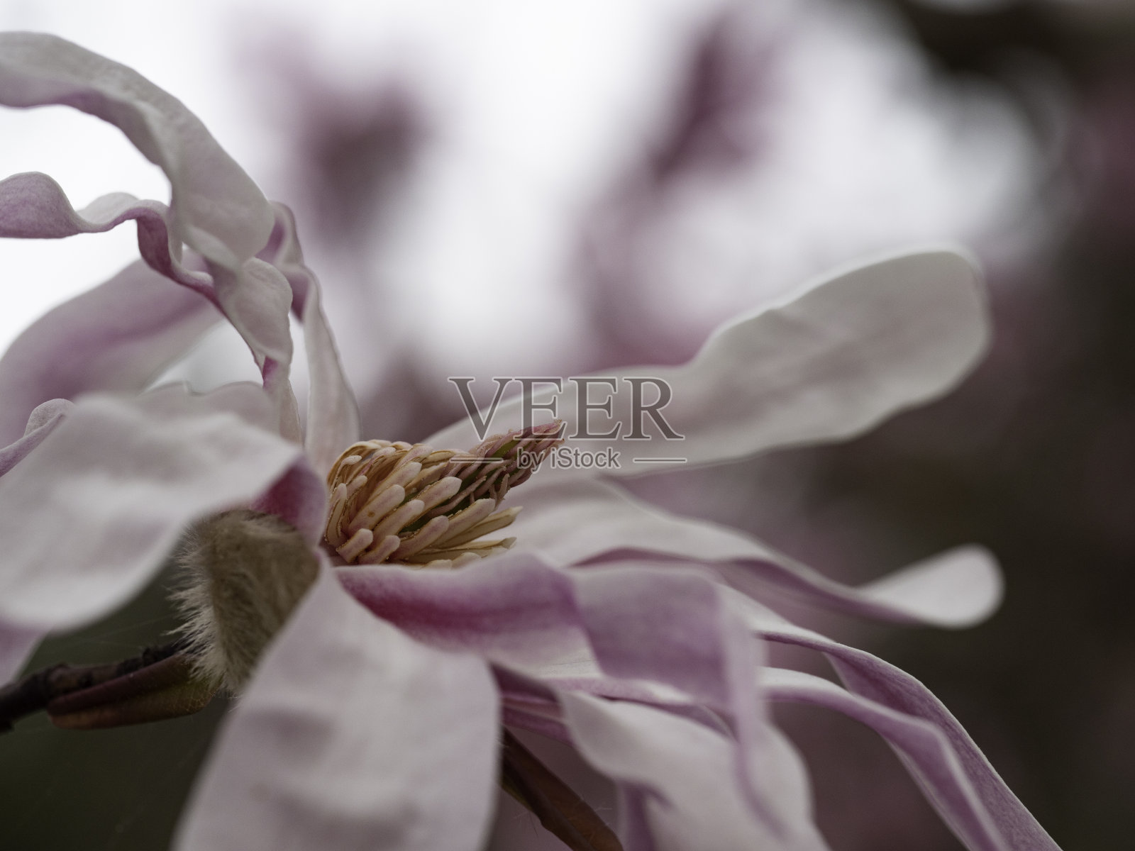 美丽花朵的特写照片摄影图片