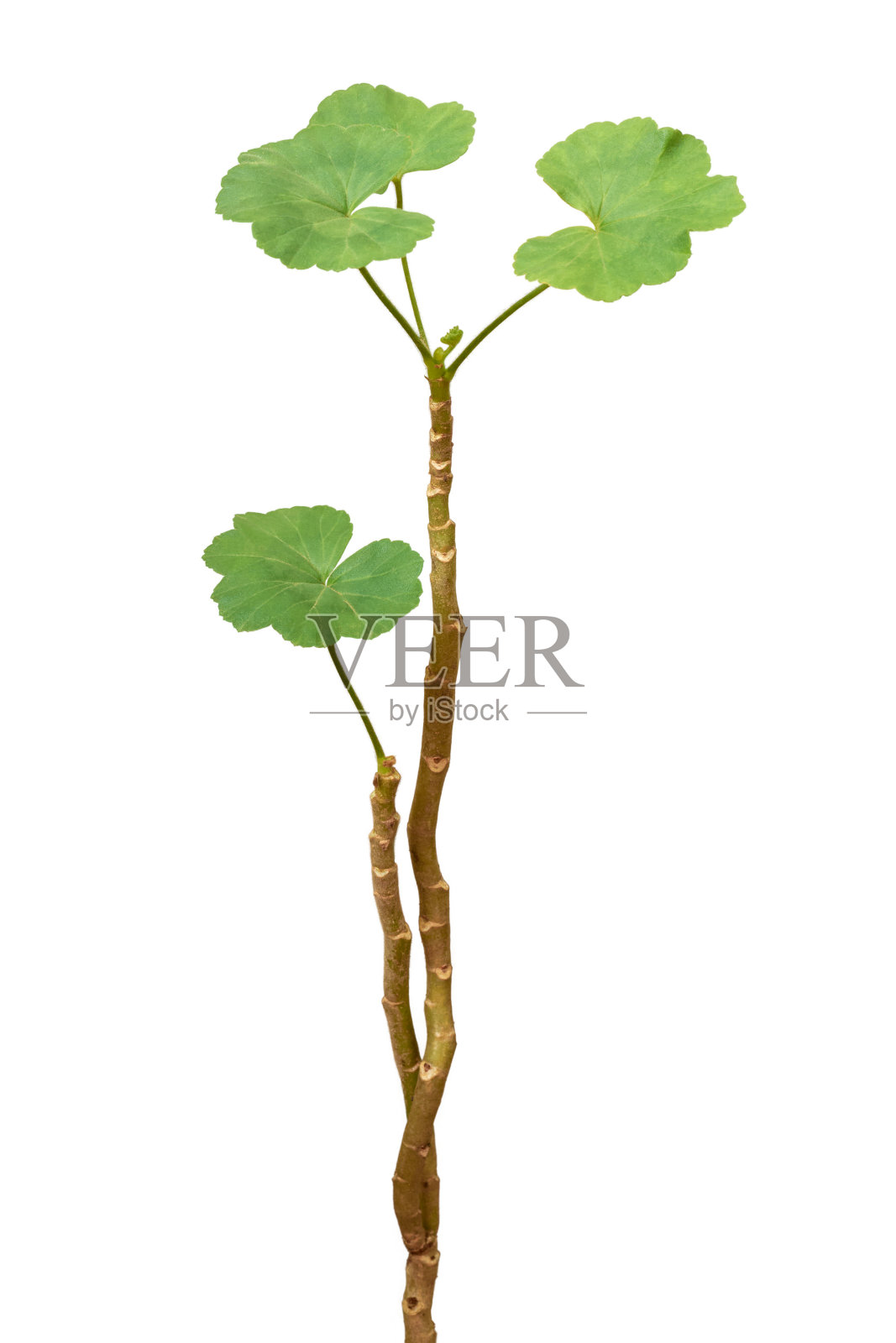 天竺葵或天竺葵属植物分离照片摄影图片