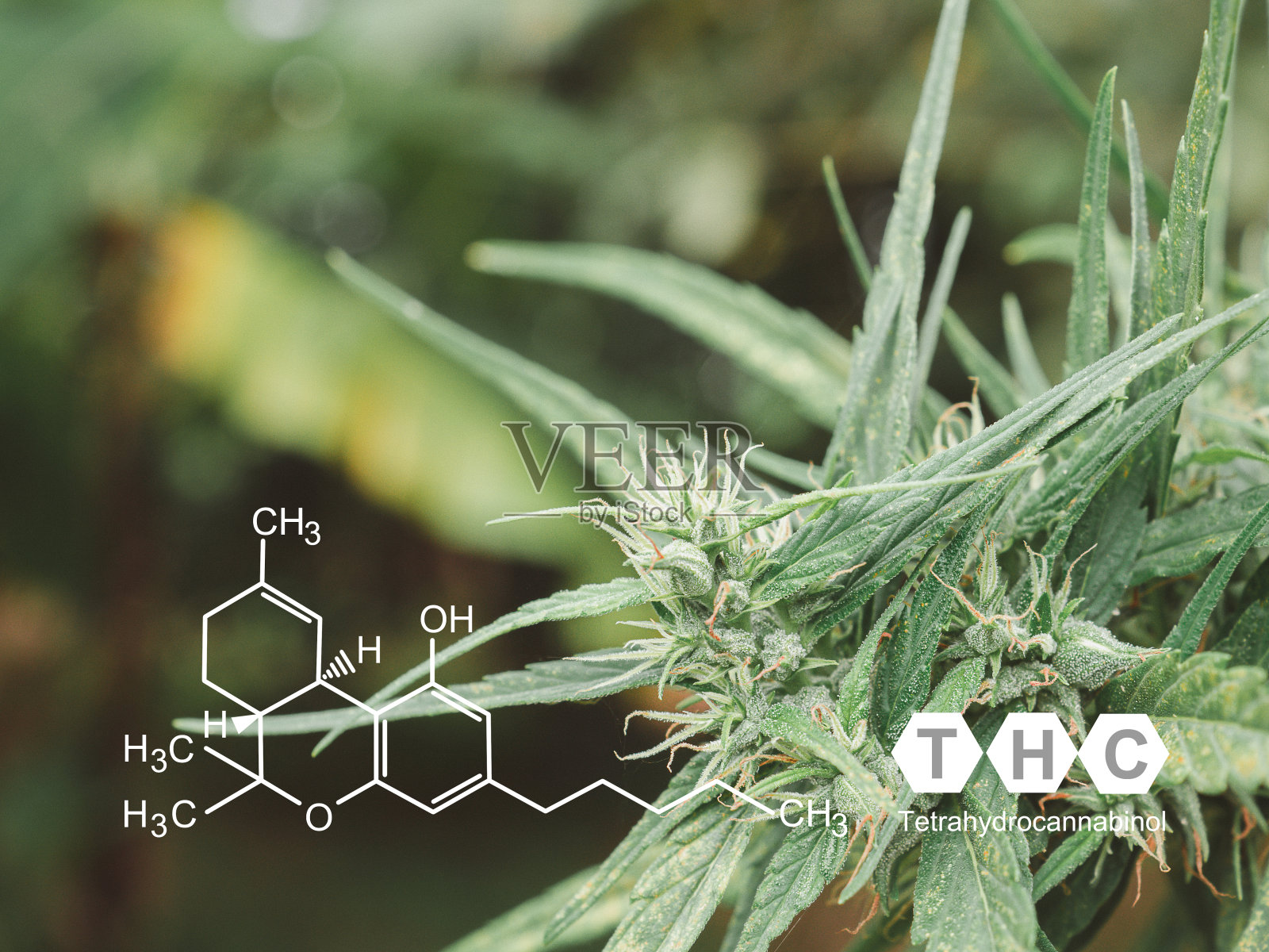 户外农场种植的大麻植物。照片摄影图片