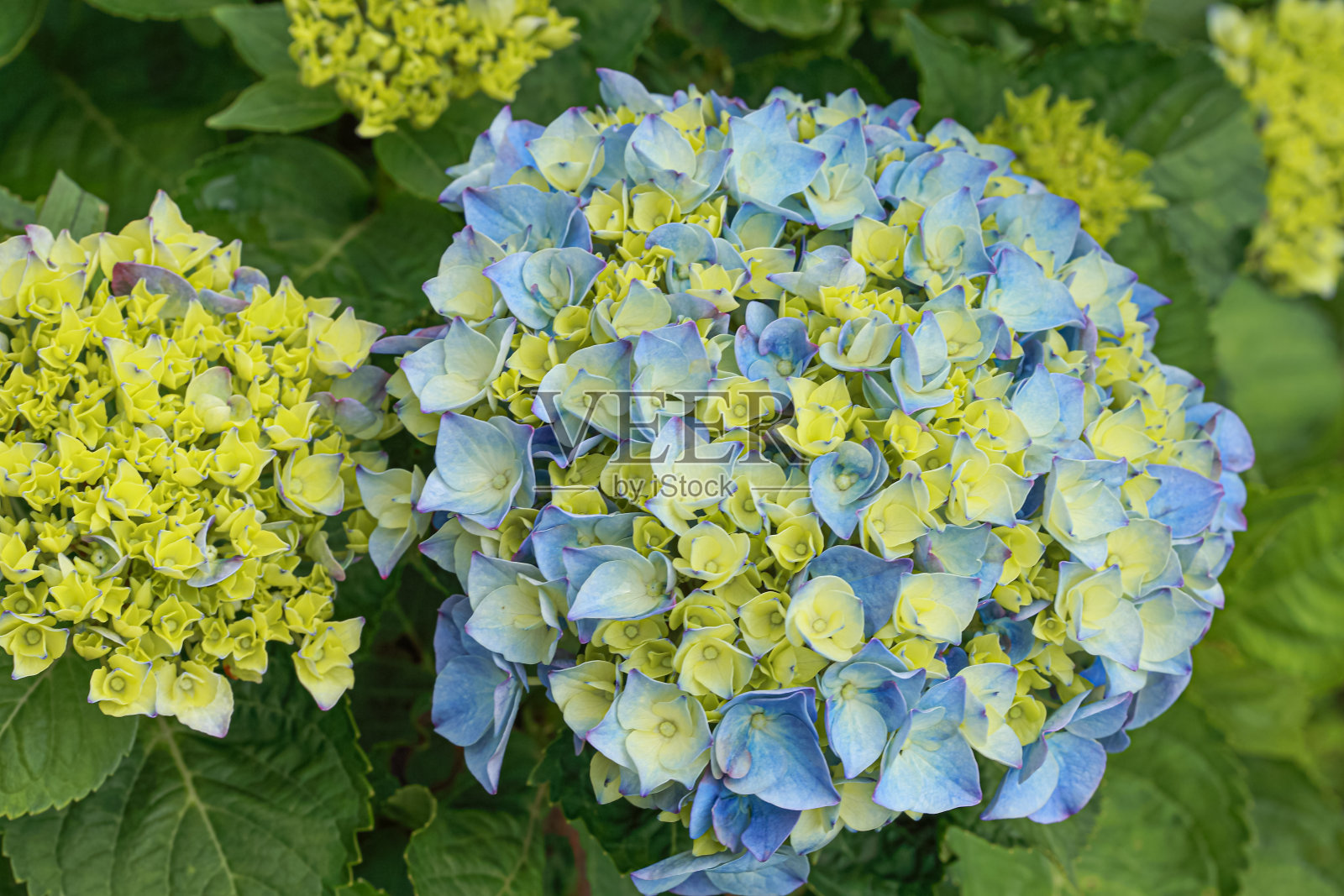 绣球花照片摄影图片