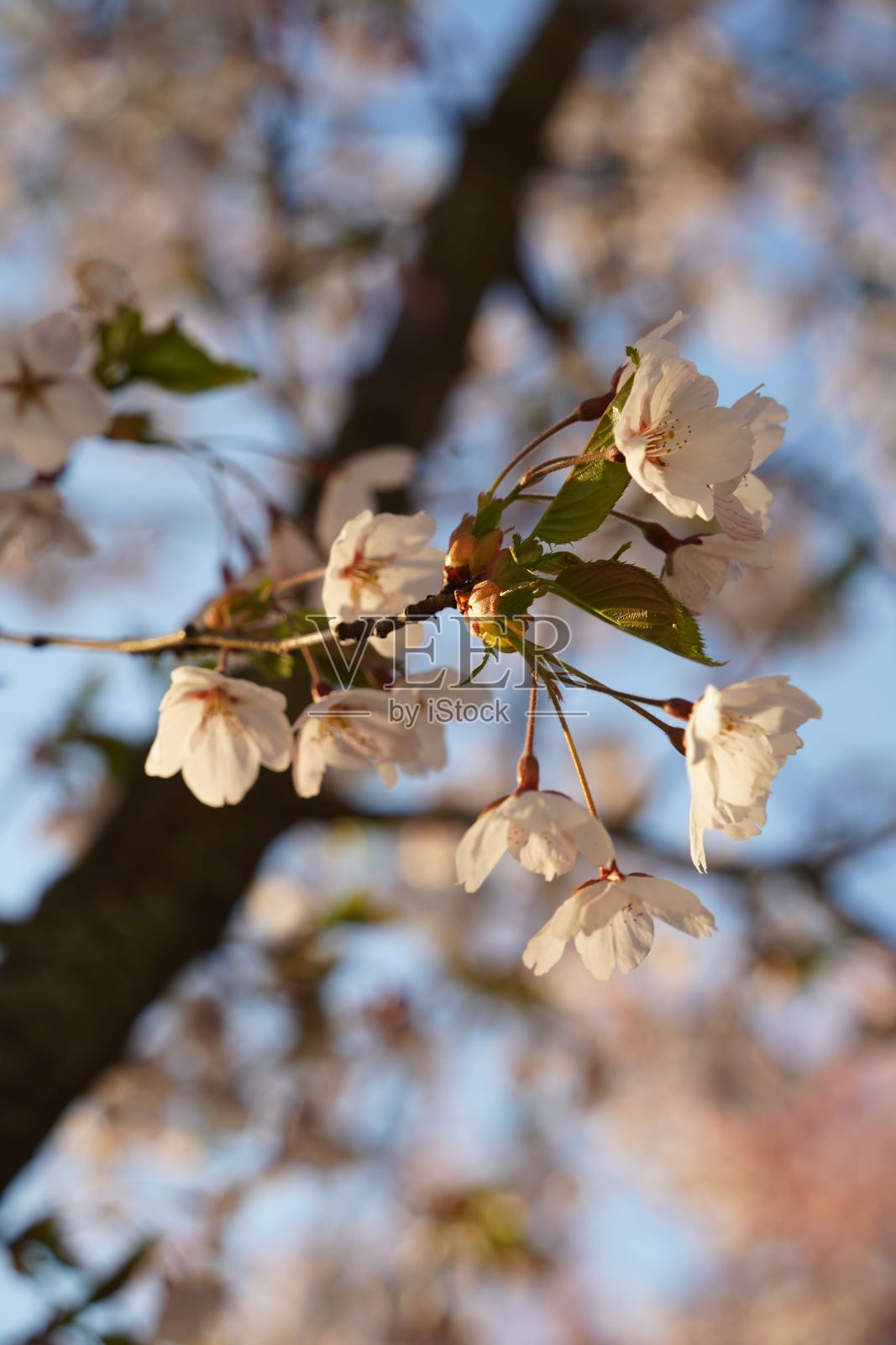树枝上的樱花被温暖的阳光照亮照片摄影图片