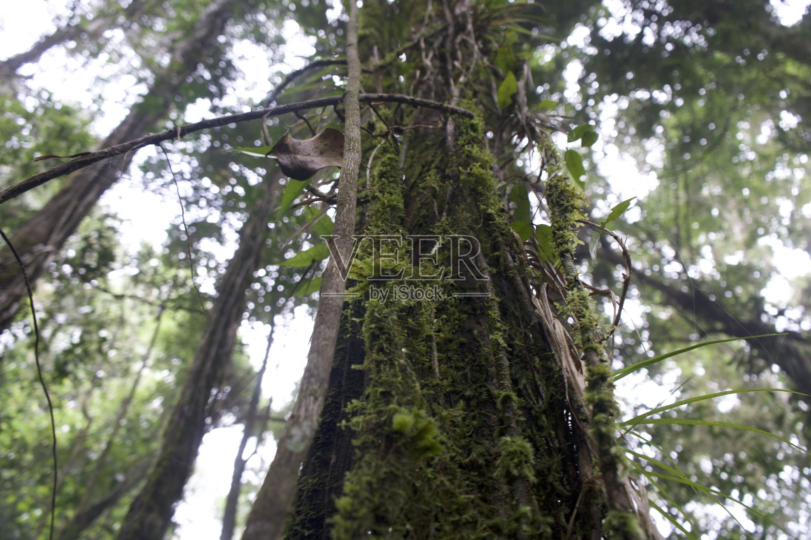 亚齐的纳甘拉亚保护林照片摄影图片