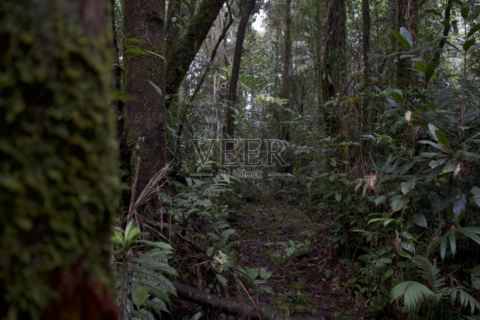 亚齐的纳甘拉亚保护林照片摄影图片