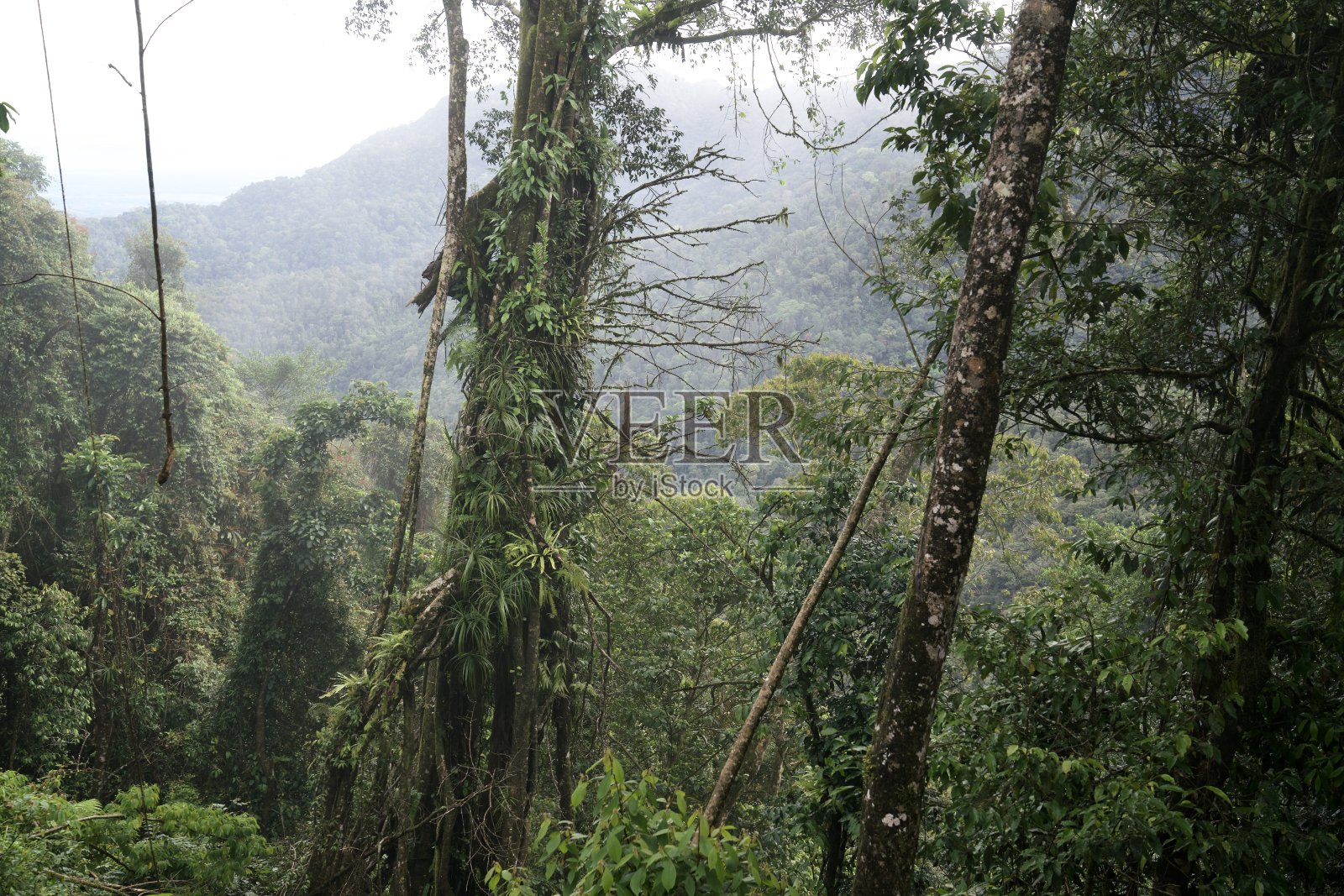 Ulu Masen森林景观，印度尼西亚亚齐照片摄影图片