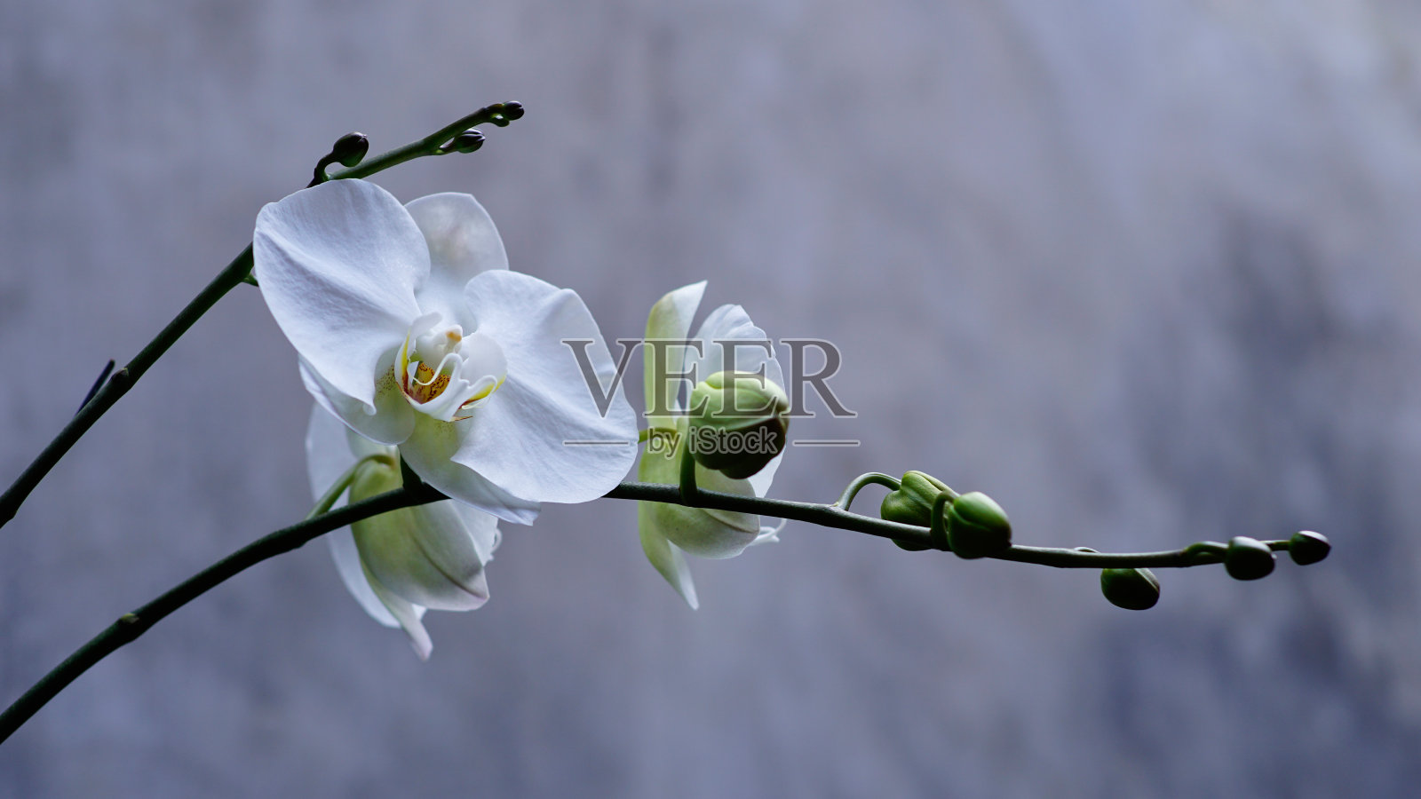 蝴蝶兰属amabilis照片摄影图片