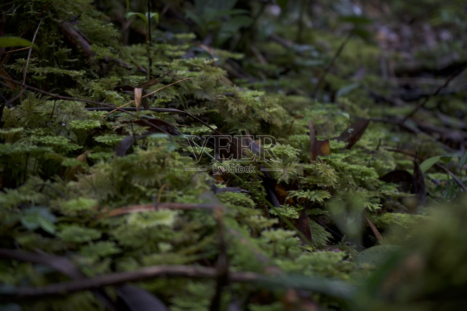 亚齐的纳甘拉亚保护林照片摄影图片