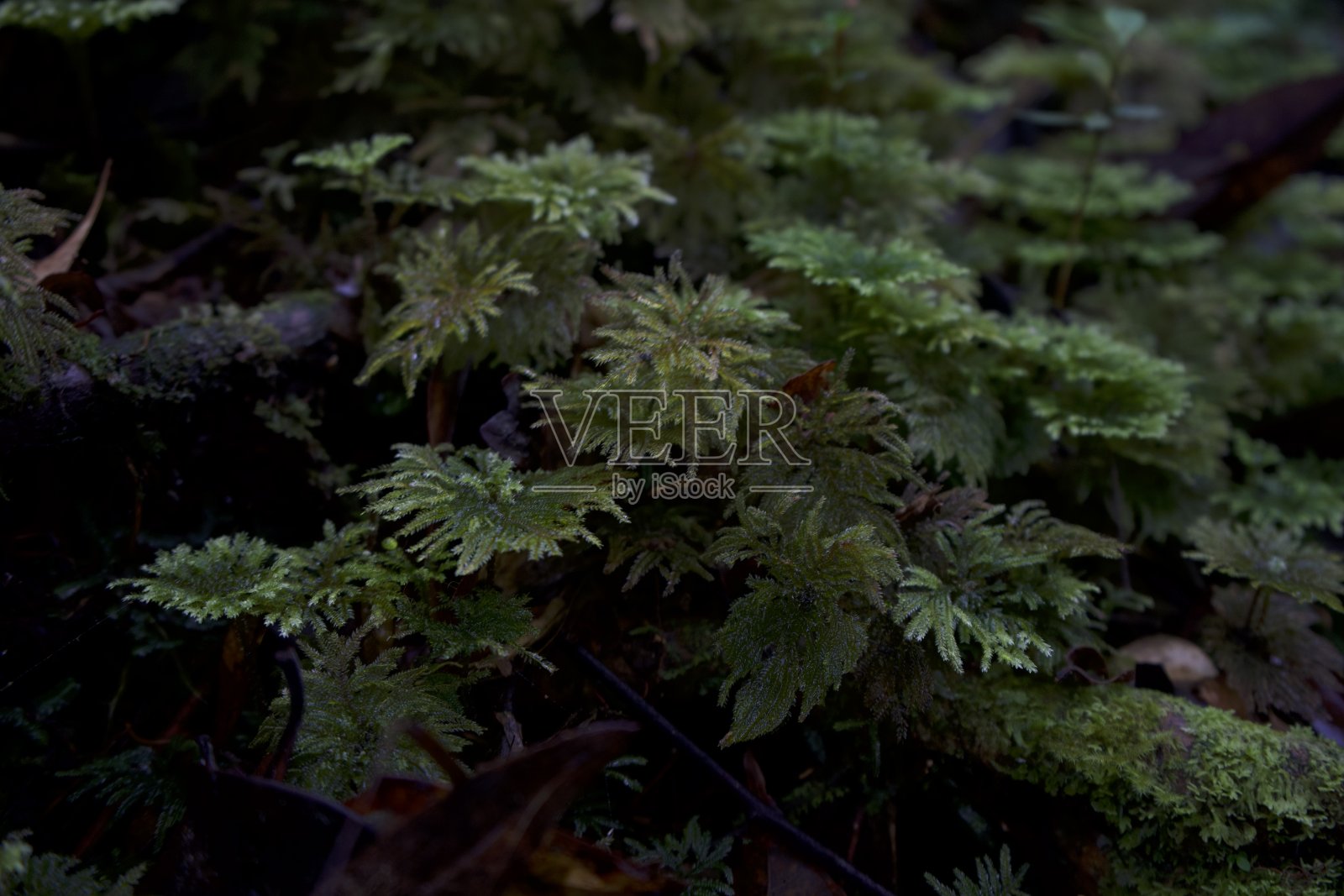 亚齐的纳甘拉亚保护林照片摄影图片