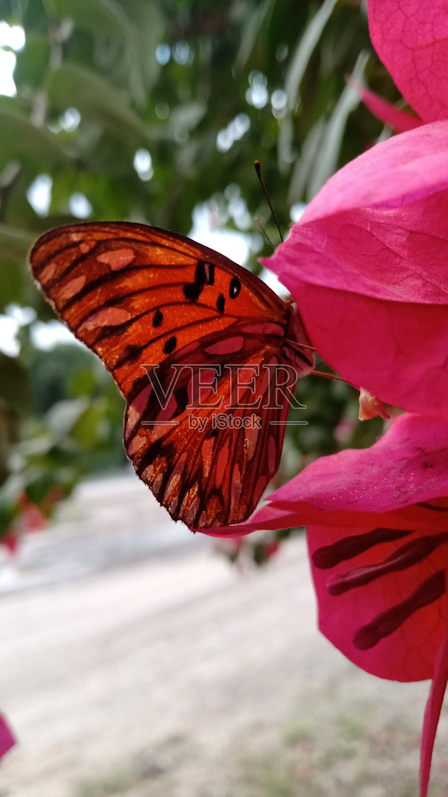 依偎照片摄影图片