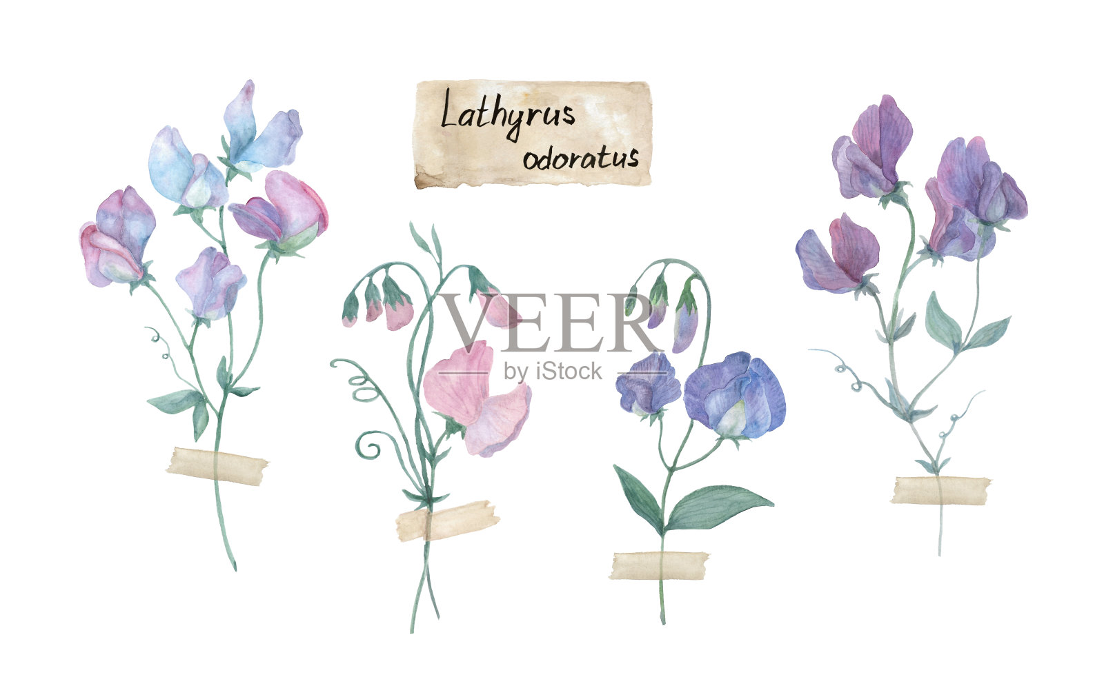 水彩设置甜豌豆，植物水彩艺术印刷。Lathyrus odoratus。苏格兰威士忌上的花束，夏季植物标本馆，白底植物插图插画图片素材