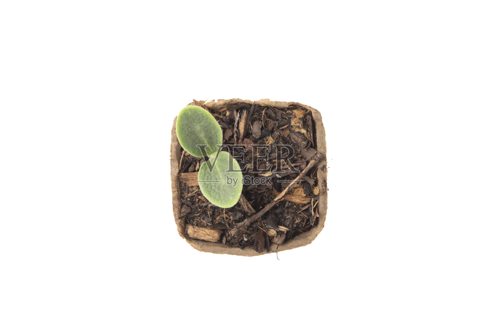 家庭菜园。蔬菜苗木，有机可生物降解花盆，自制，隔离白色背景。南瓜，西葫芦，卷心菜的幼苗，有机盆栽与盆栽土壤。从上面看。照片摄影图片