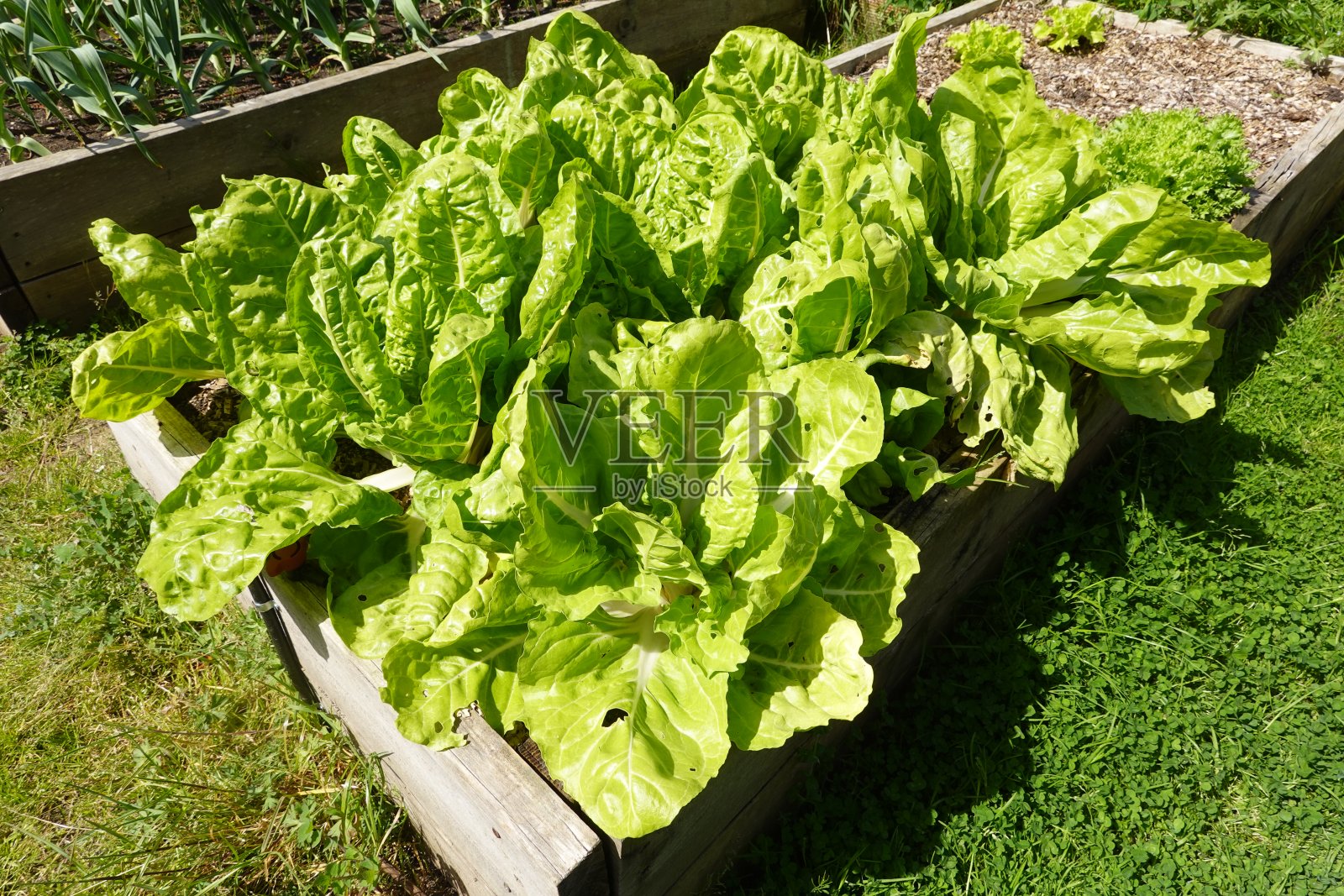 甜菜种植。种植在有机花园里的甜菜。甜菜叶子照片摄影图片