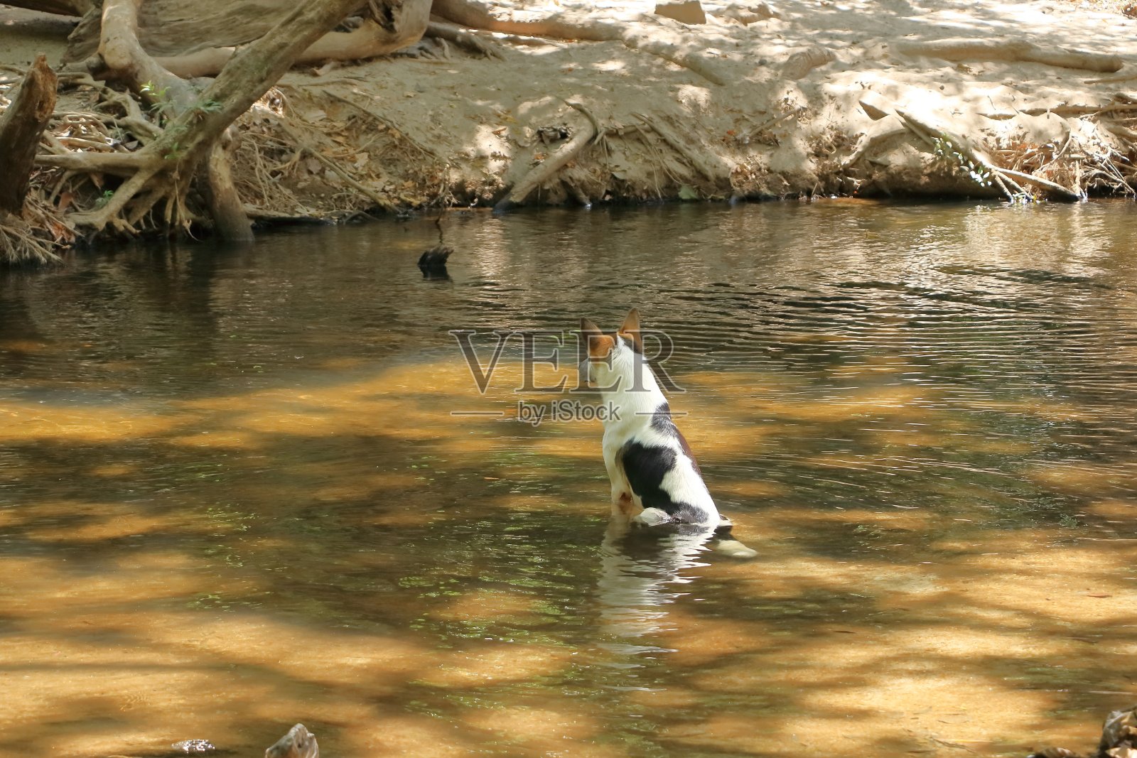 一只狗在湖里洗澡照片摄影图片