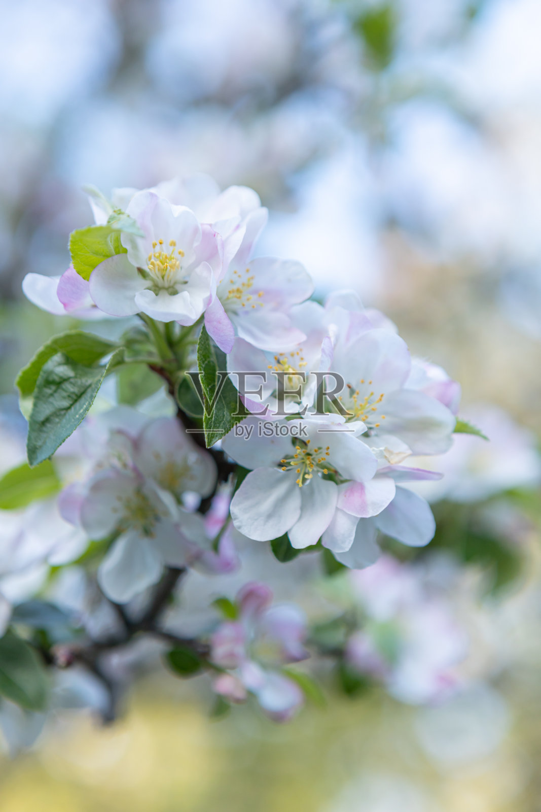 在开花的树的背景上，有粉红色花朵的苹果树枝照片摄影图片