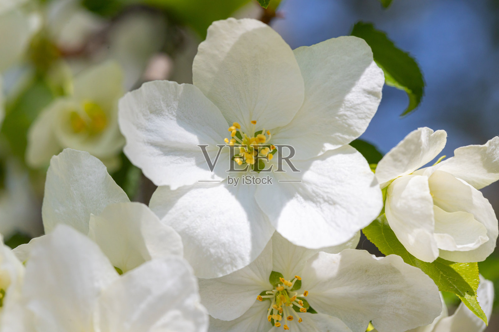 在阳光下白色开花的苹果树。春天的季节，春天的色彩照片摄影图片