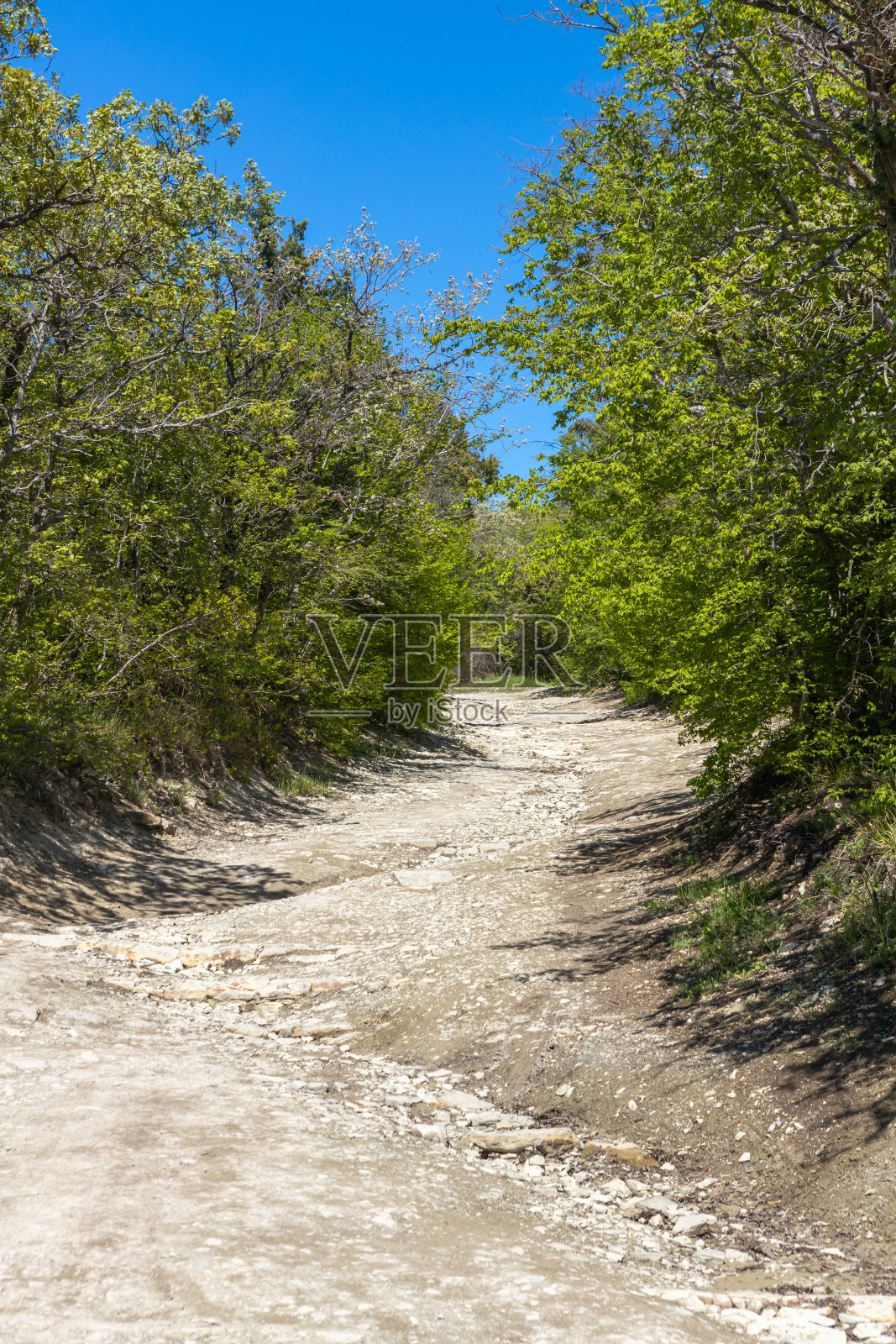 一条乡间小路穿过一片混交林。晴朗的蓝天照片摄影图片