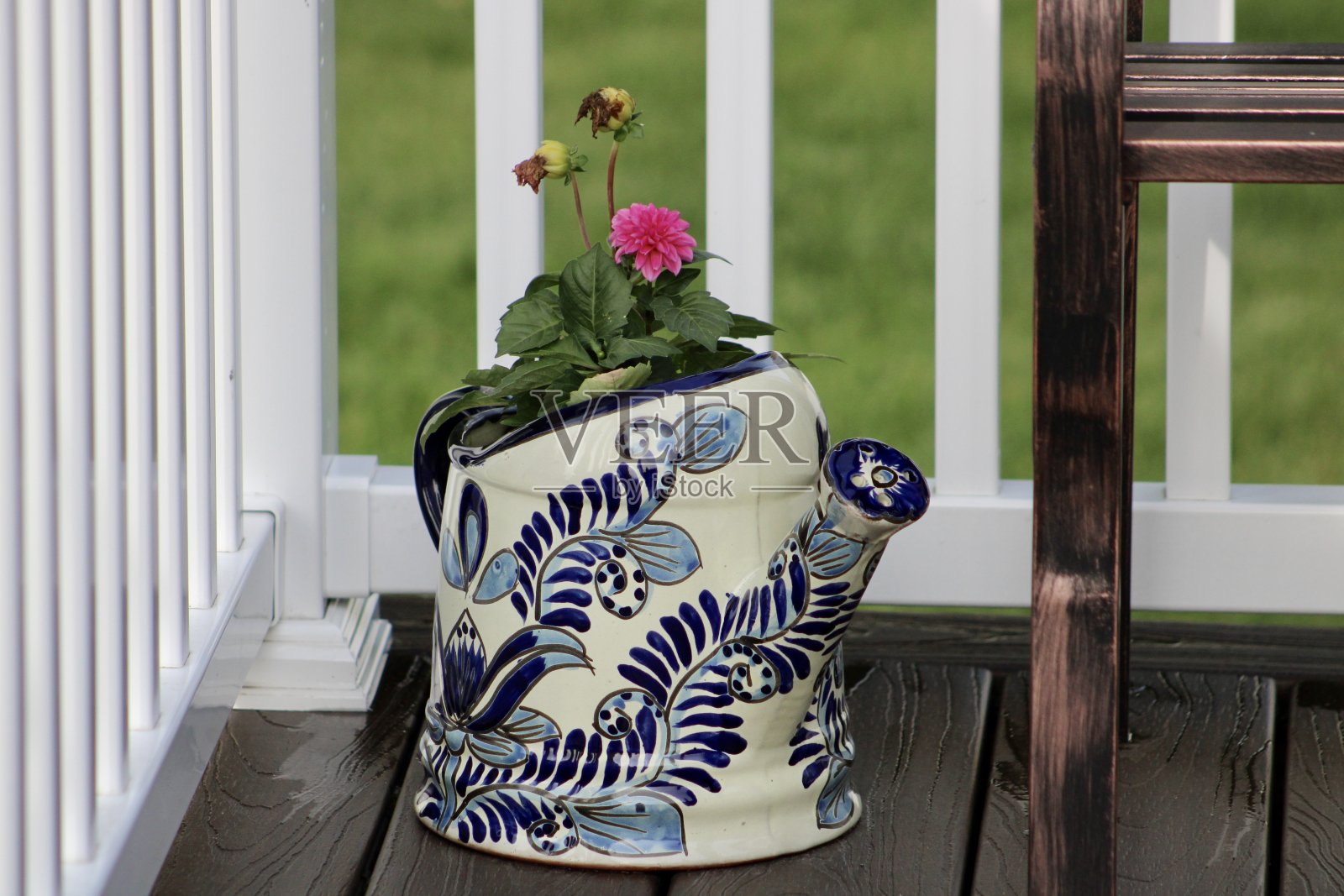 粉红色的大丽花照片摄影图片