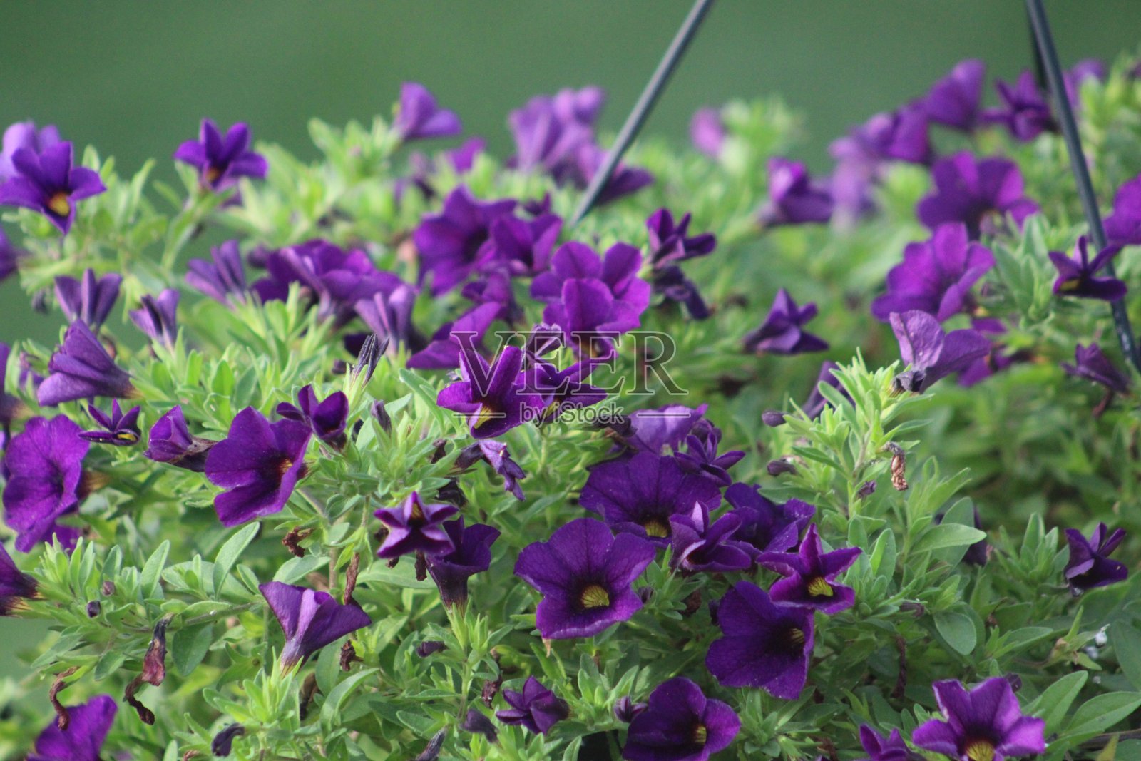 Calibrachoa花照片摄影图片