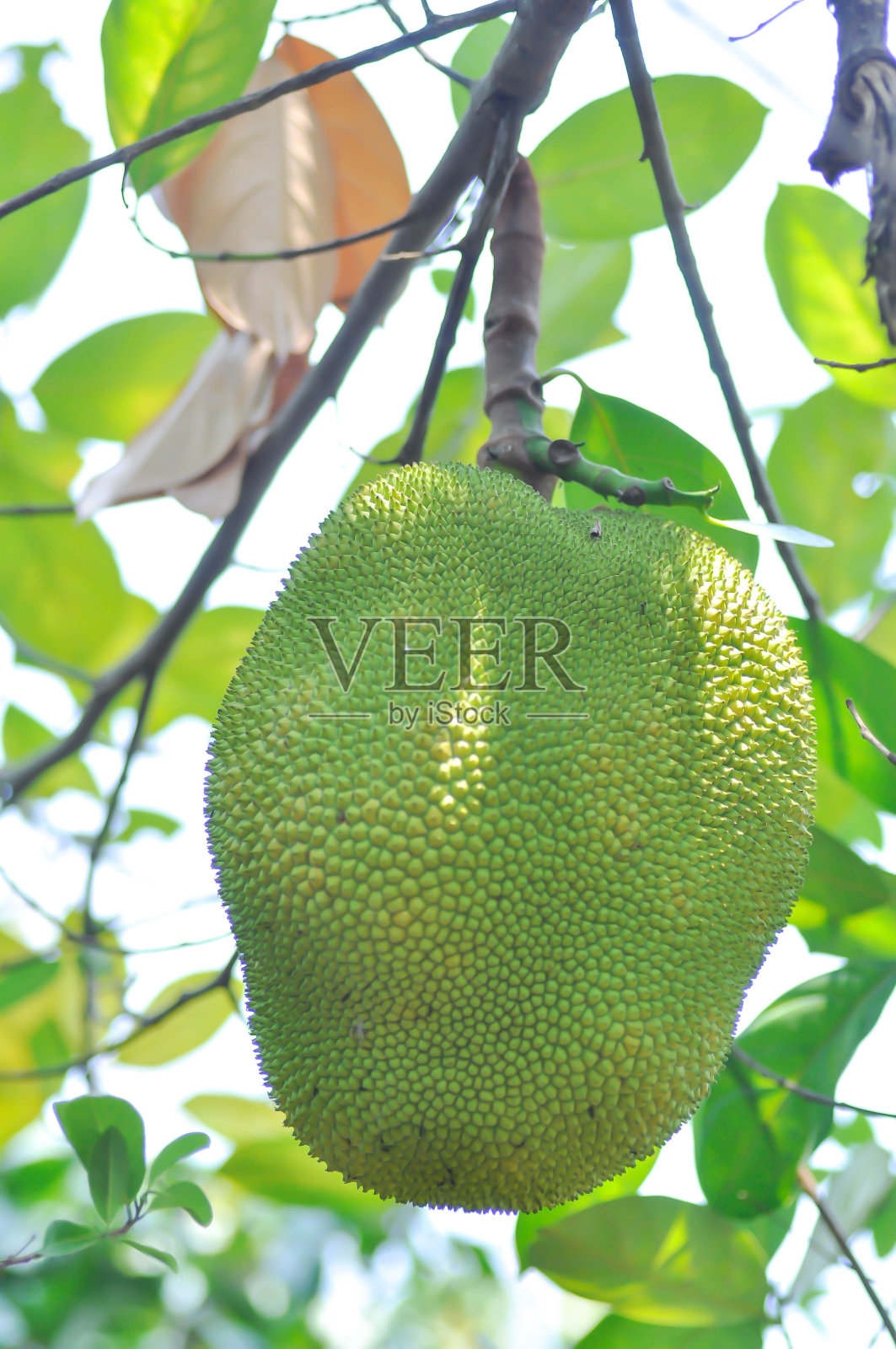 菠萝蜜种子照片摄影图片