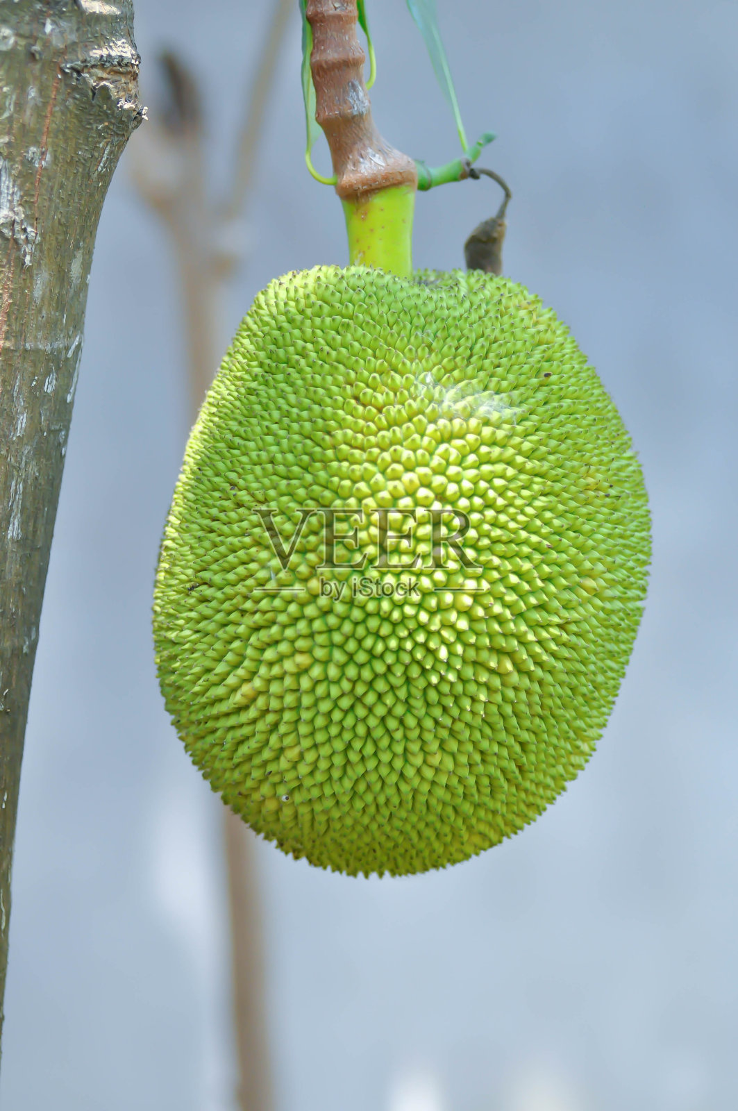 菠萝蜜种子照片摄影图片