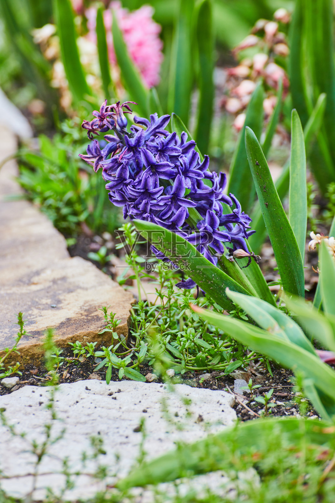 石头步道旁的紫色花朵在春天绽放的细节照片摄影图片