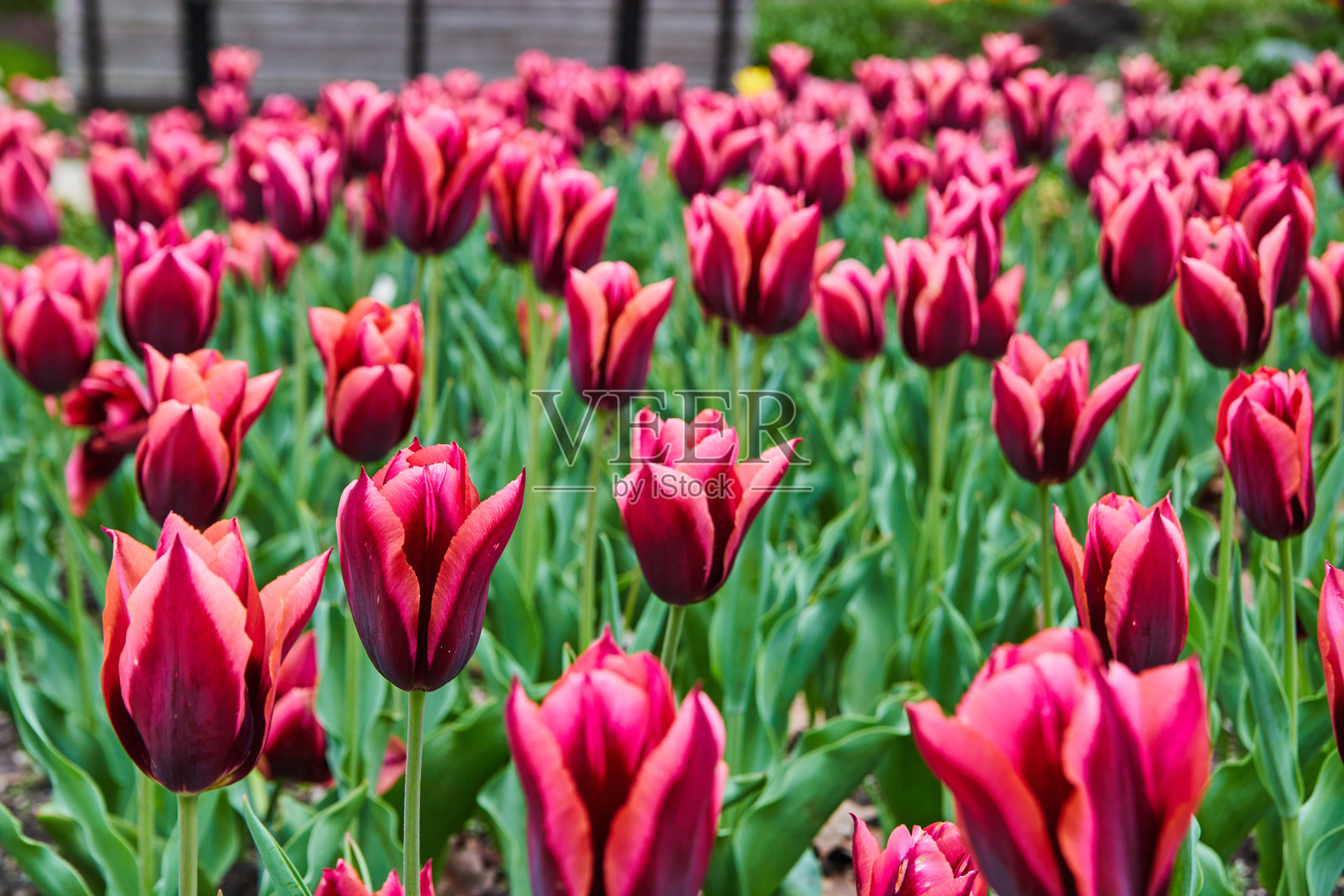 在春天的高峰，五颜六色的紫色郁金香照片摄影图片