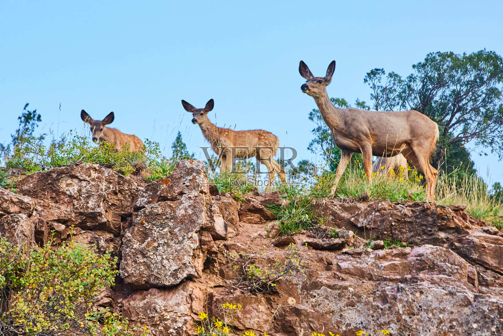 沙漠悬崖顶上的一群鹿照片摄影图片