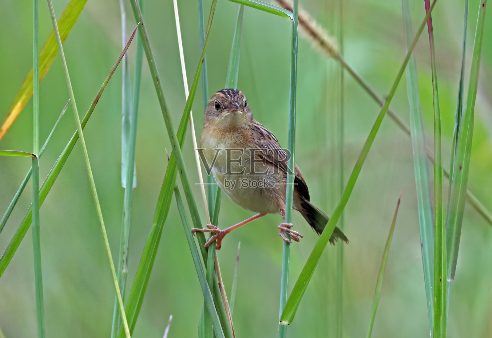 金头扇尾莺照片摄影图片