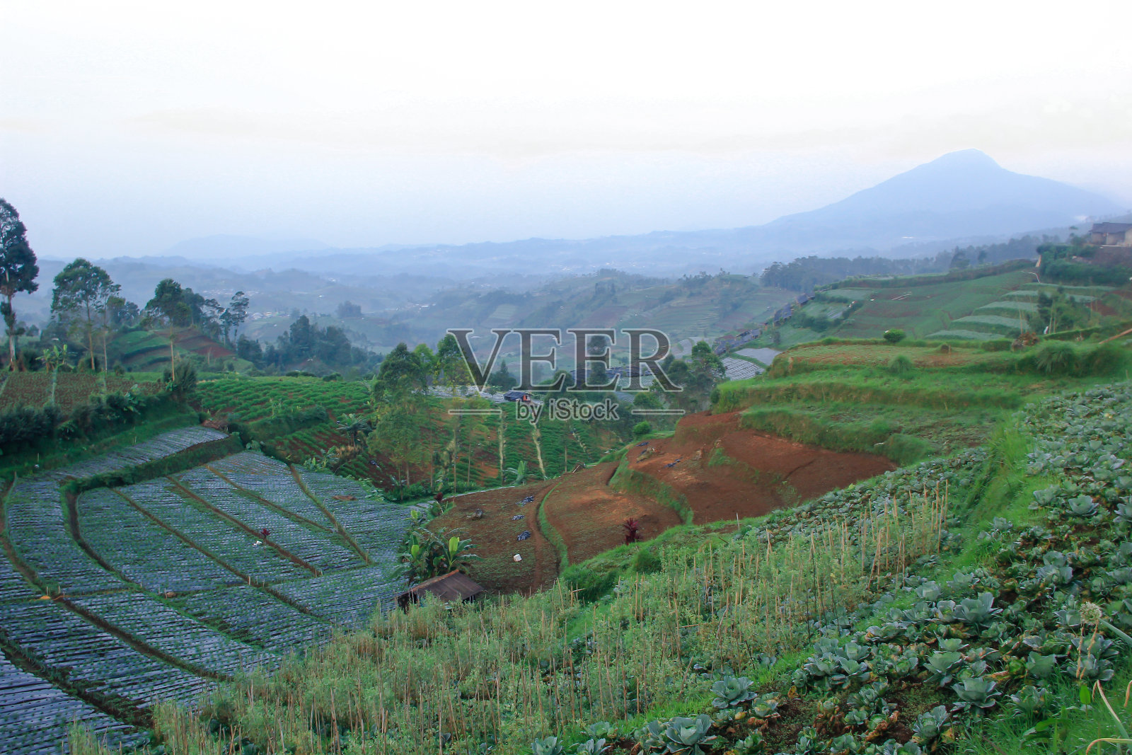 阴天时乡村山坡上梯田种植园的美丽照片摄影图片