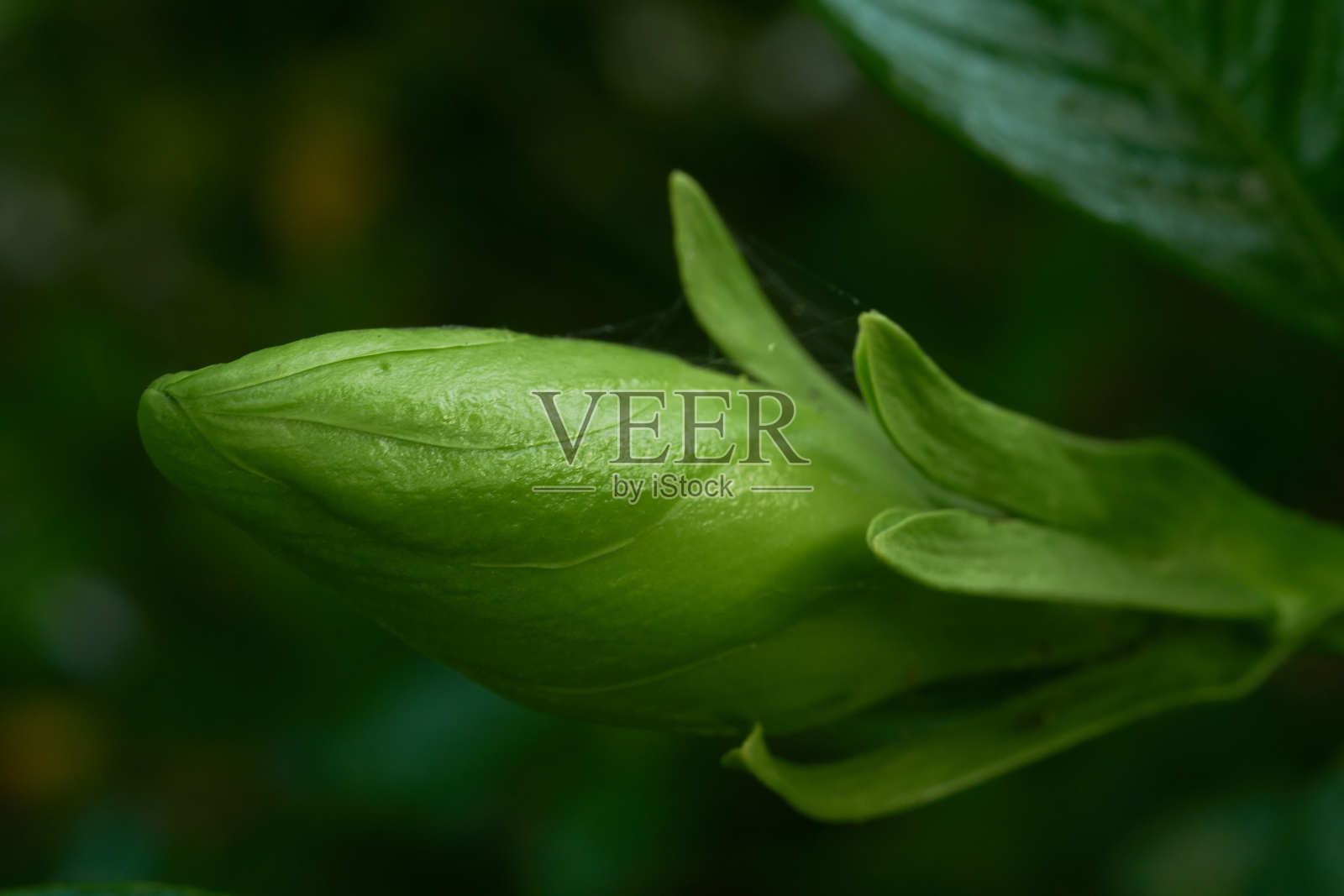 栀子花的花蕾在初夏散发出甜甜的香味照片摄影图片