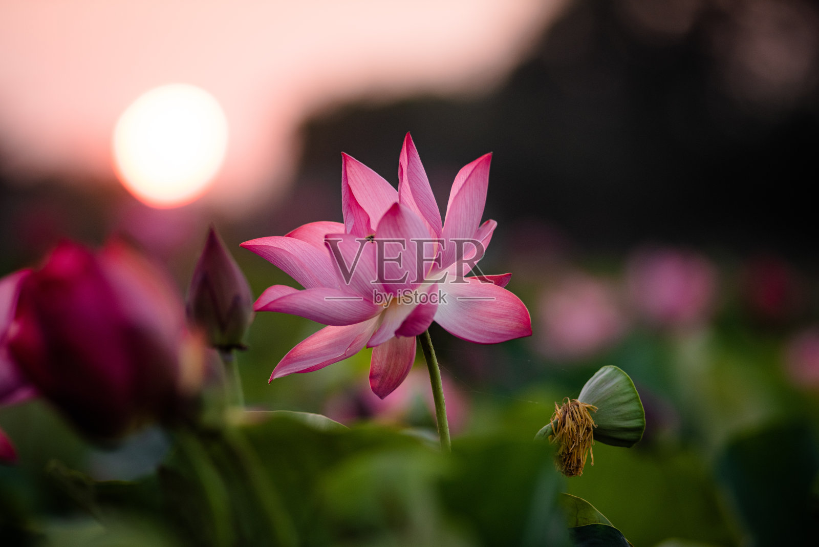 莲花照片摄影图片