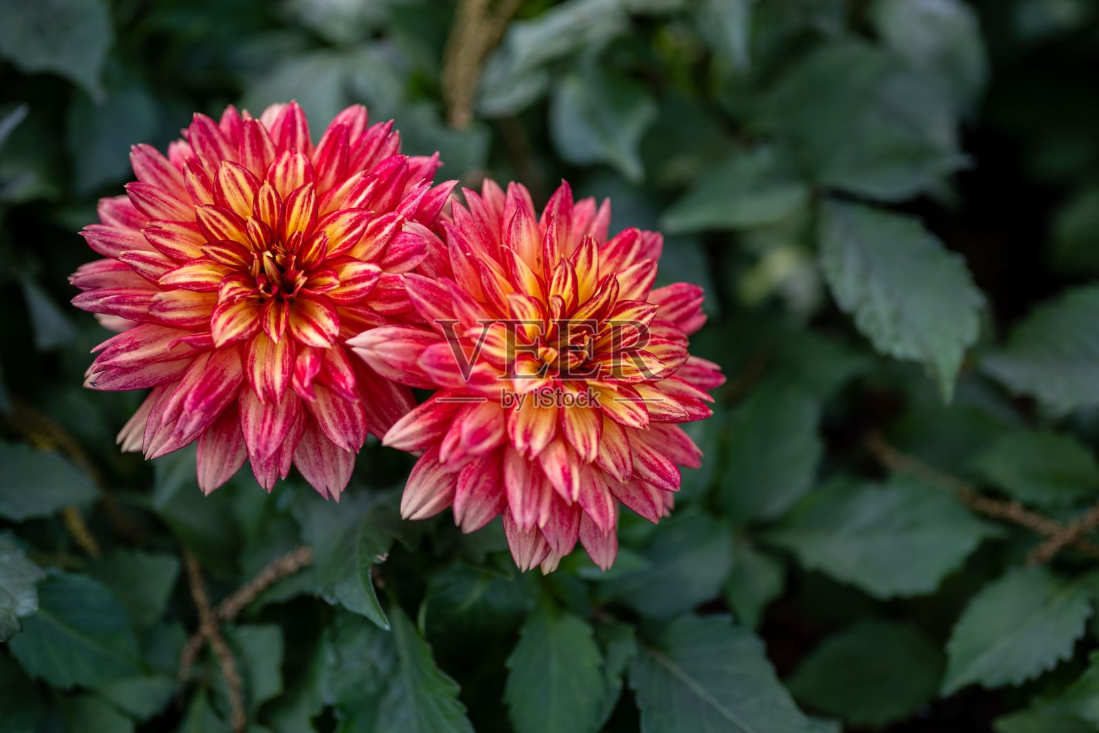 绿色花园中的两朵大丽花的特写照片摄影图片