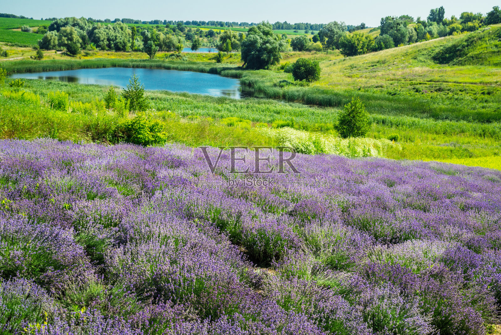 薰衣草灌木之间的小径。多云的天空和湖泊的背景。照片摄影图片