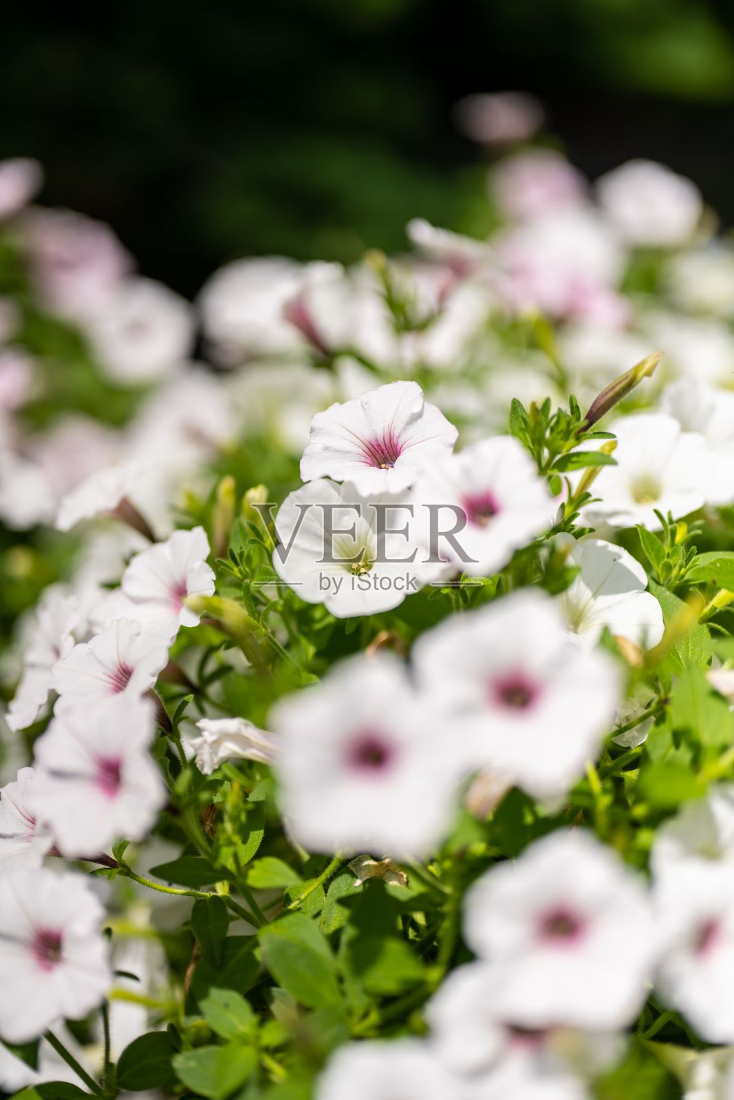 绿色花园中生长的矮牵牛花特写照片摄影图片