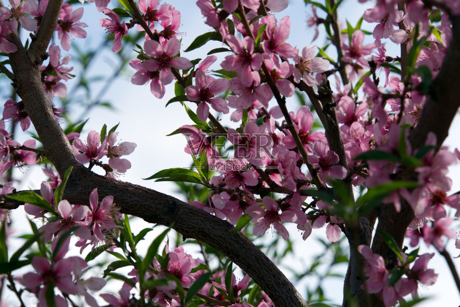 一棵桃树的特写镜头，繁茂的树枝上开着鲜艳的粉红色花朵。照片摄影图片