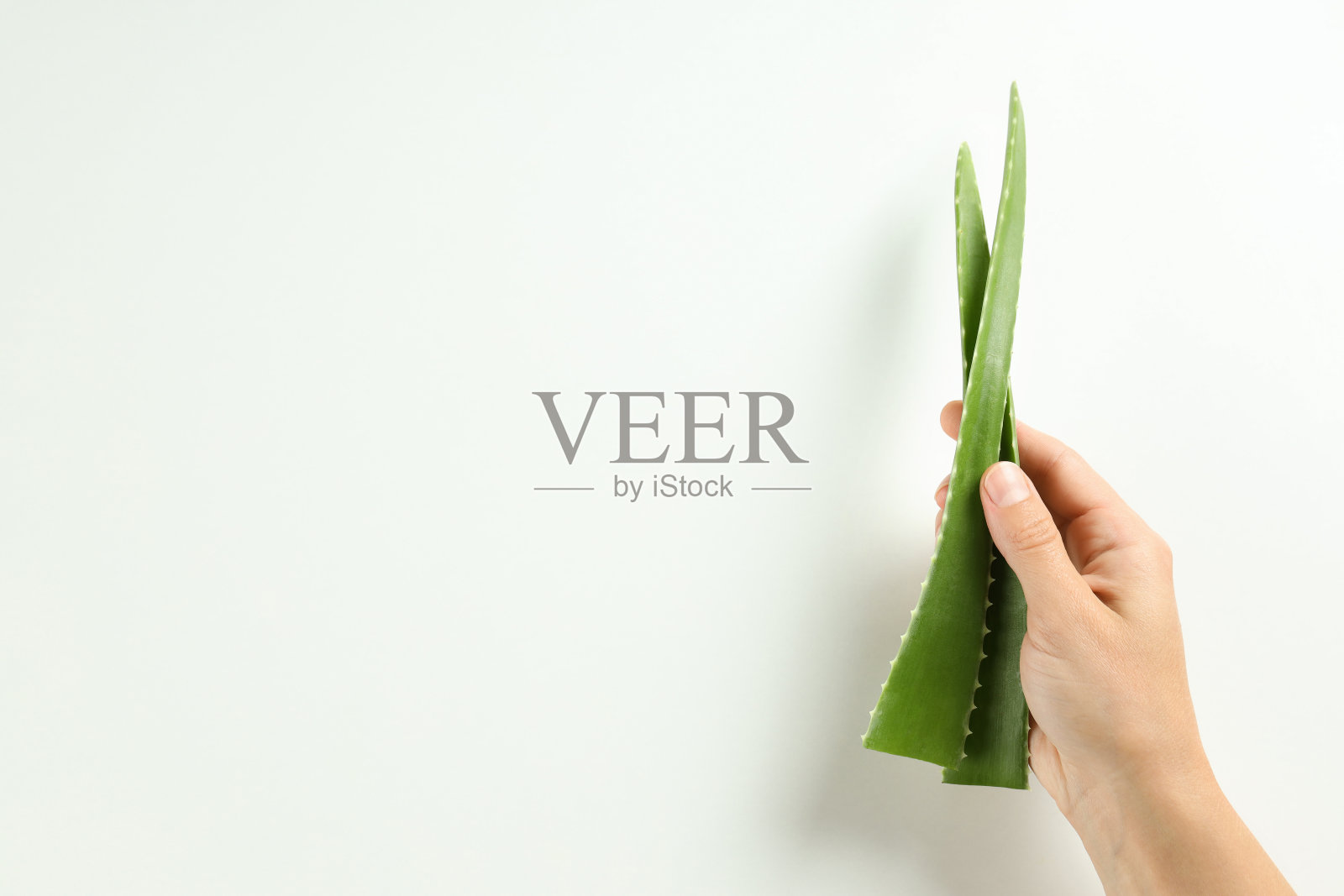 芦荟片分离在白色背景照片摄影图片