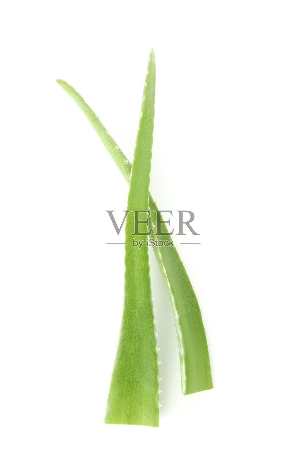 芦荟叶在白色背景上分离照片摄影图片
