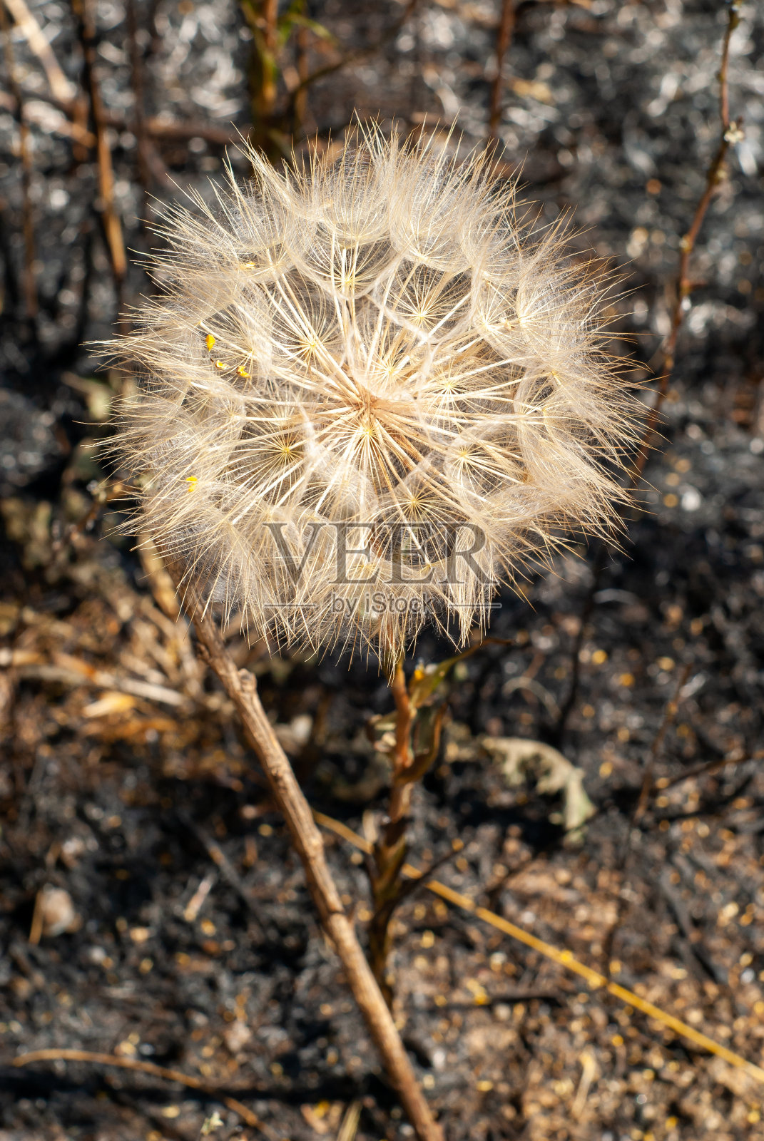 草地角羚的垂直图像，在火灾后被烧毁的田地里。照片摄影图片