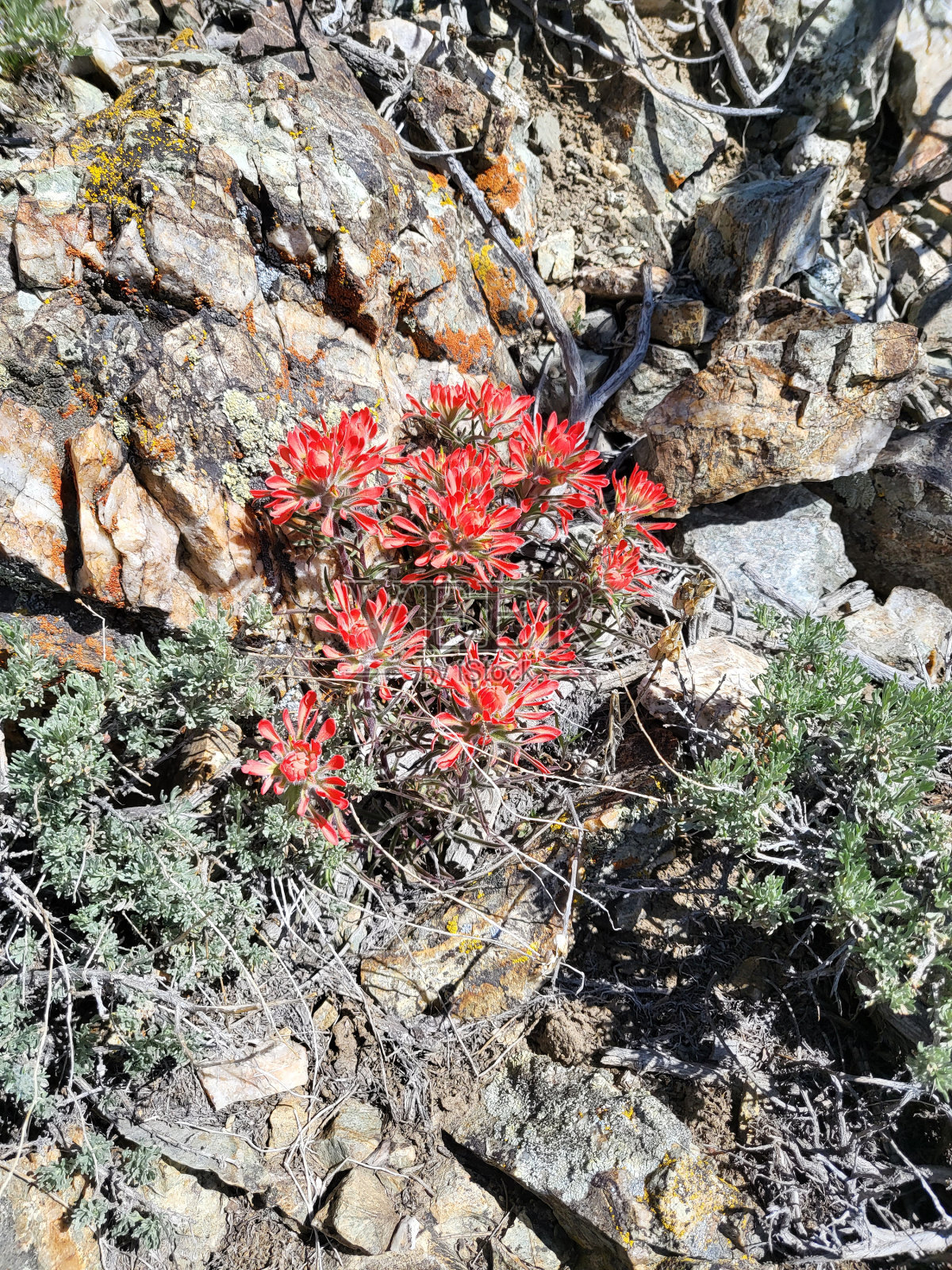 火焰草照片摄影图片