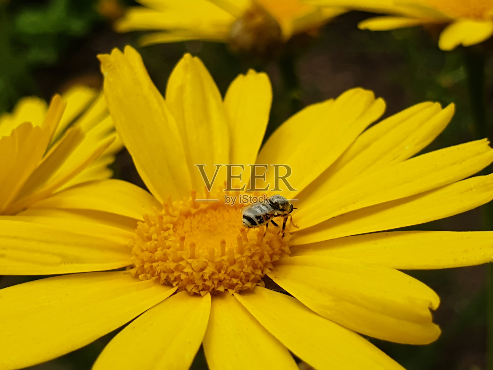 黄色雏菊上的小蜜蜂照片摄影图片