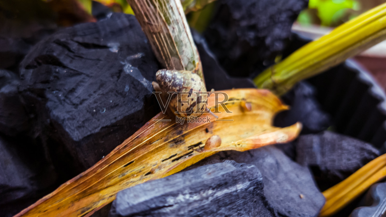 蜗牛照片摄影图片