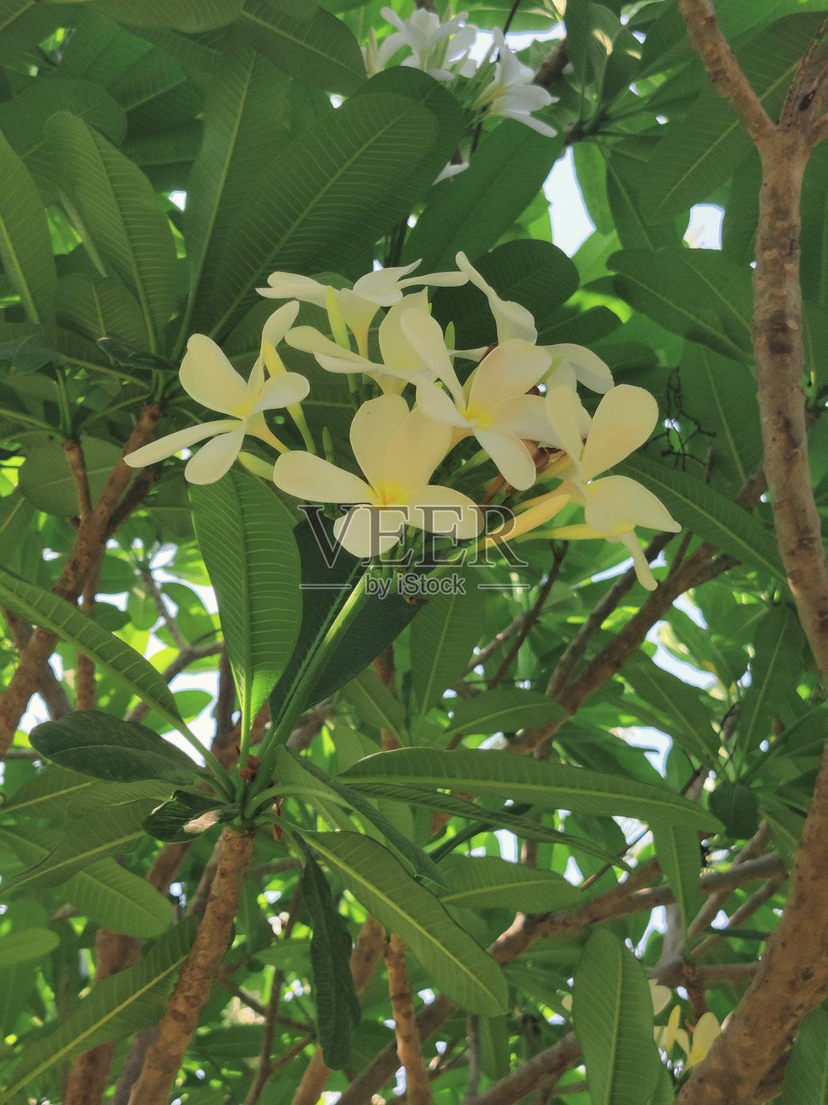 美丽的花朵照片摄影图片