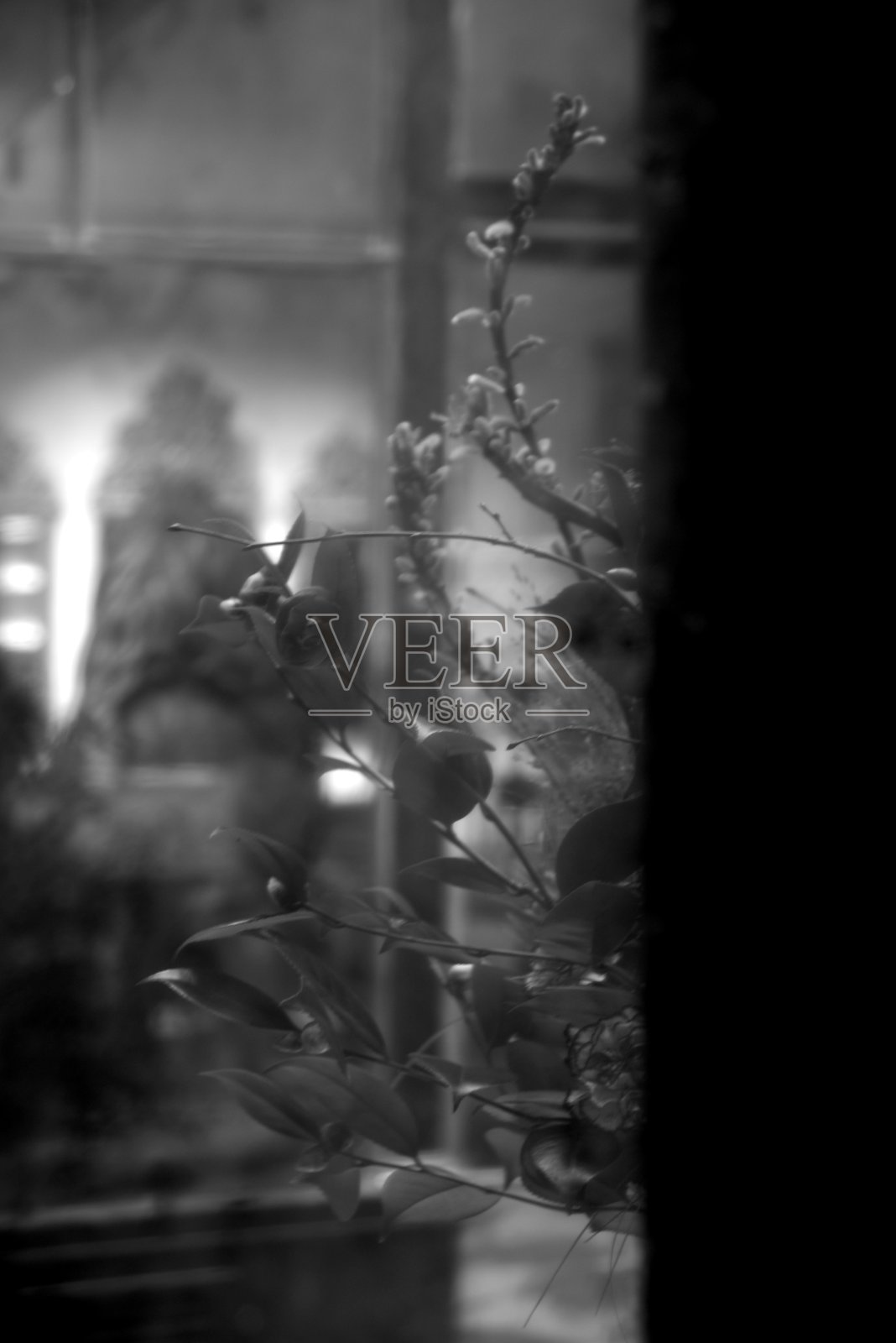 作为艺术的花照片摄影图片