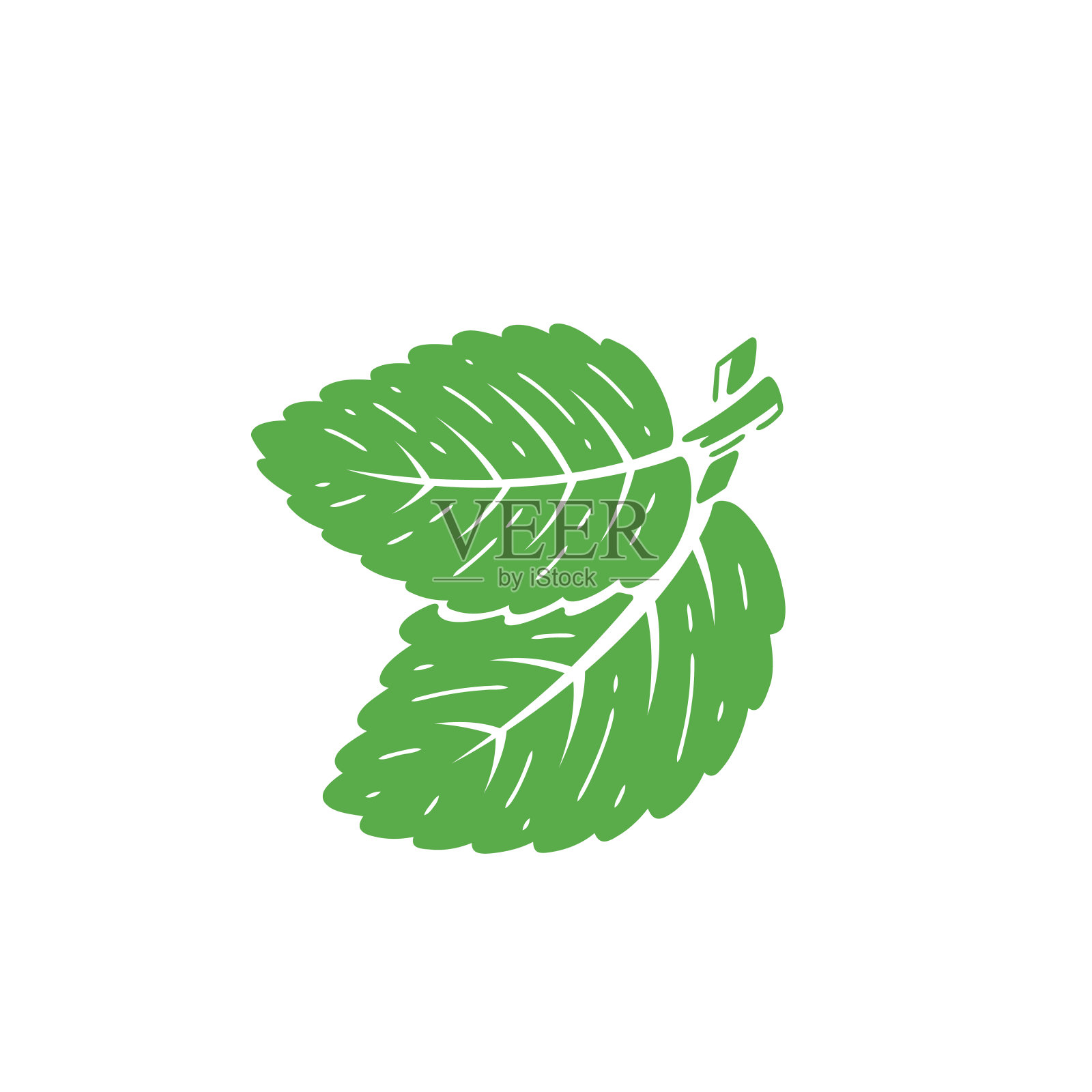 薄荷绿叶图标。新鲜薄荷叶。药用植物和辛辣草药。矢量插图。插画图片素材