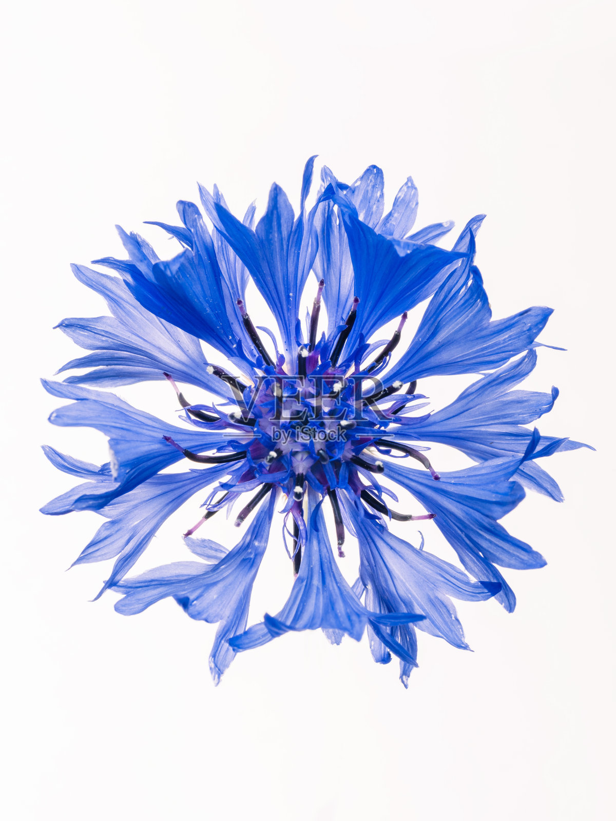 矢车菊属cyanus照片摄影图片