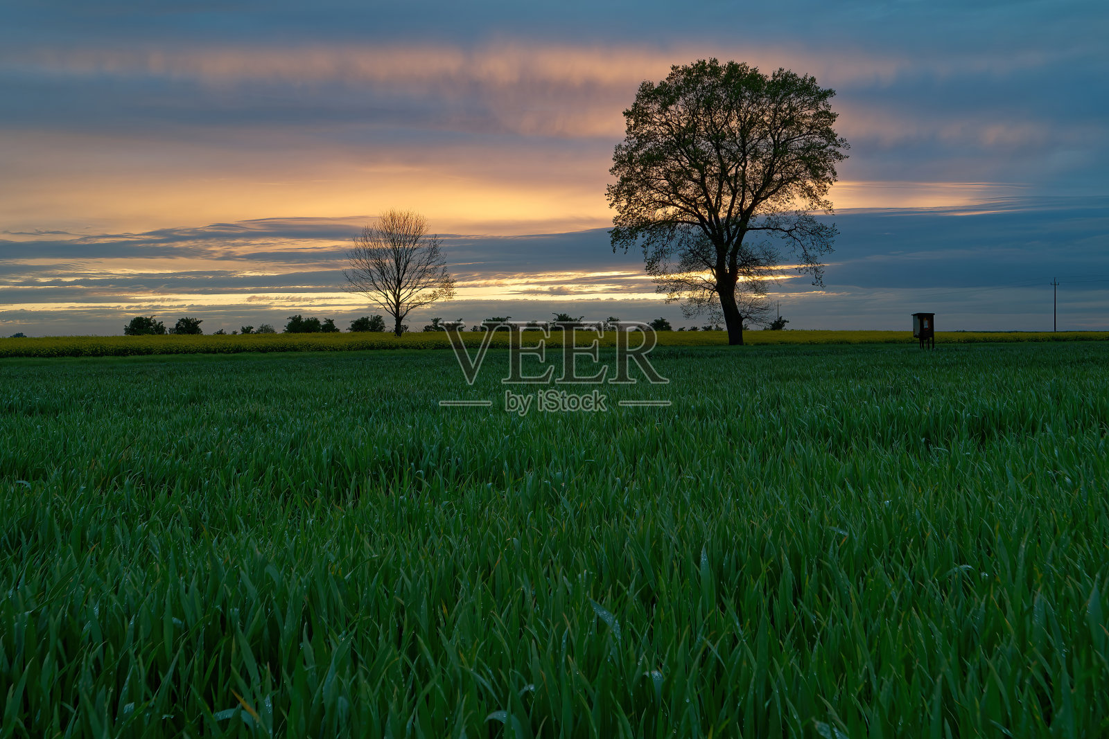 日落时田野里孤独的树。照片摄影图片