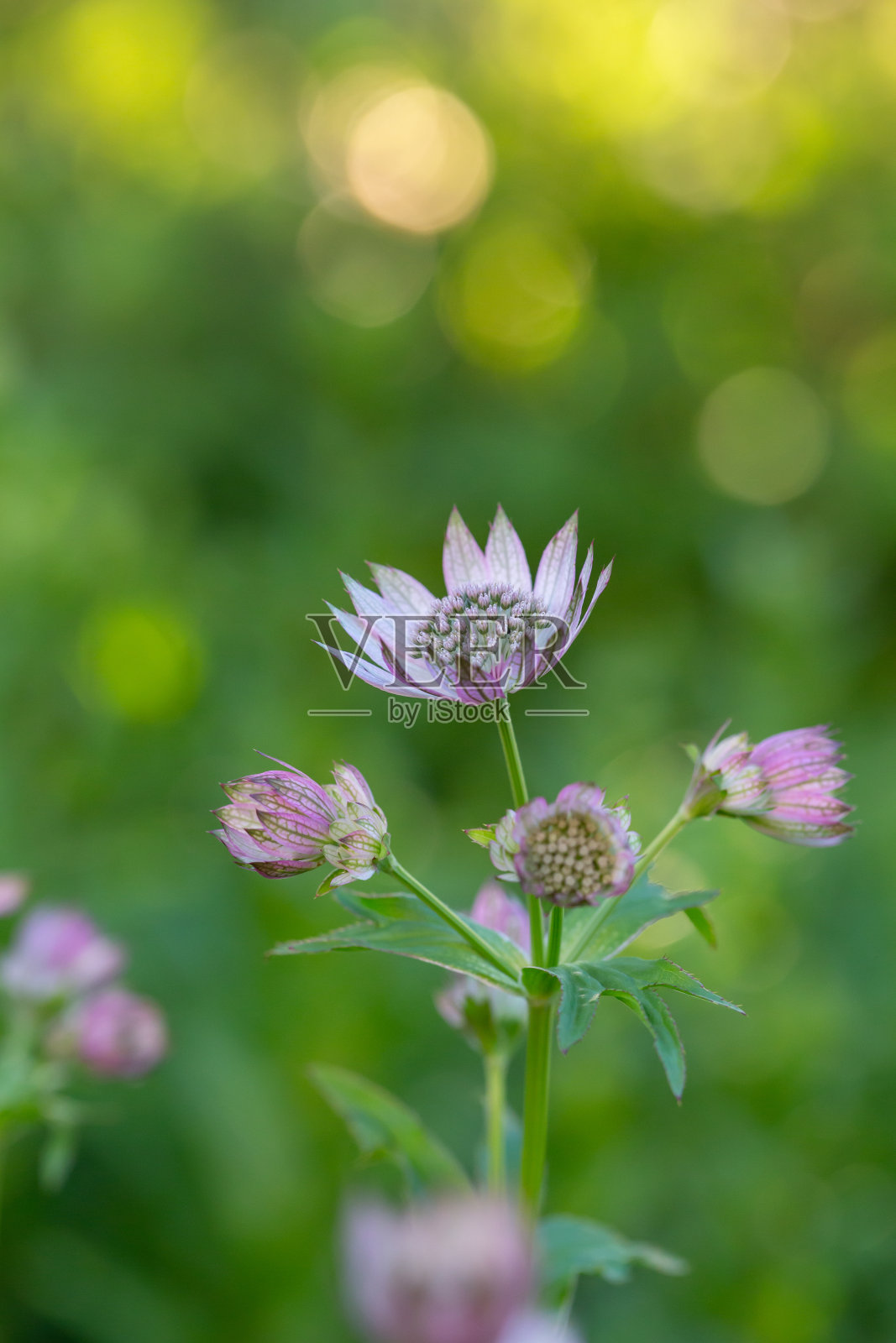 盛开的粉红色阿斯特兰花在绿色背景的特写照片在夏天。照片摄影图片